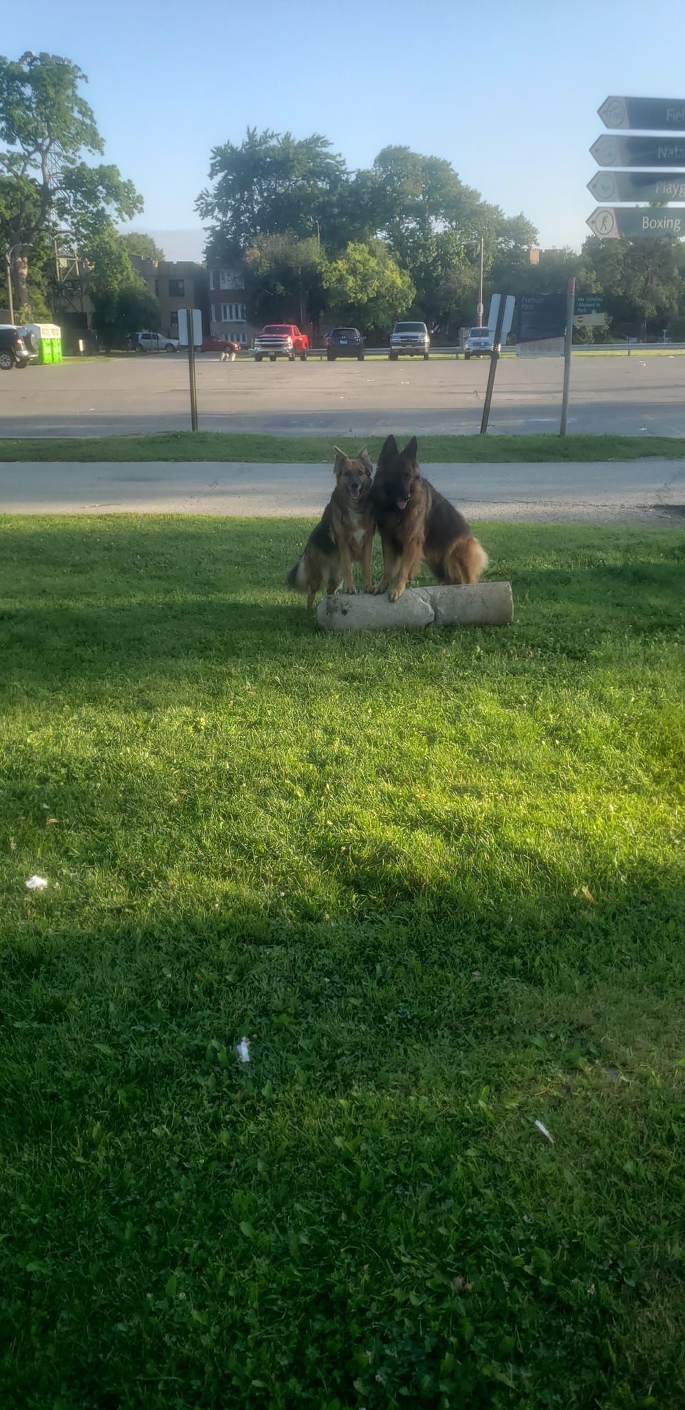 Two dogs sit on a stone block in a grassy area with a road and trees in the background.