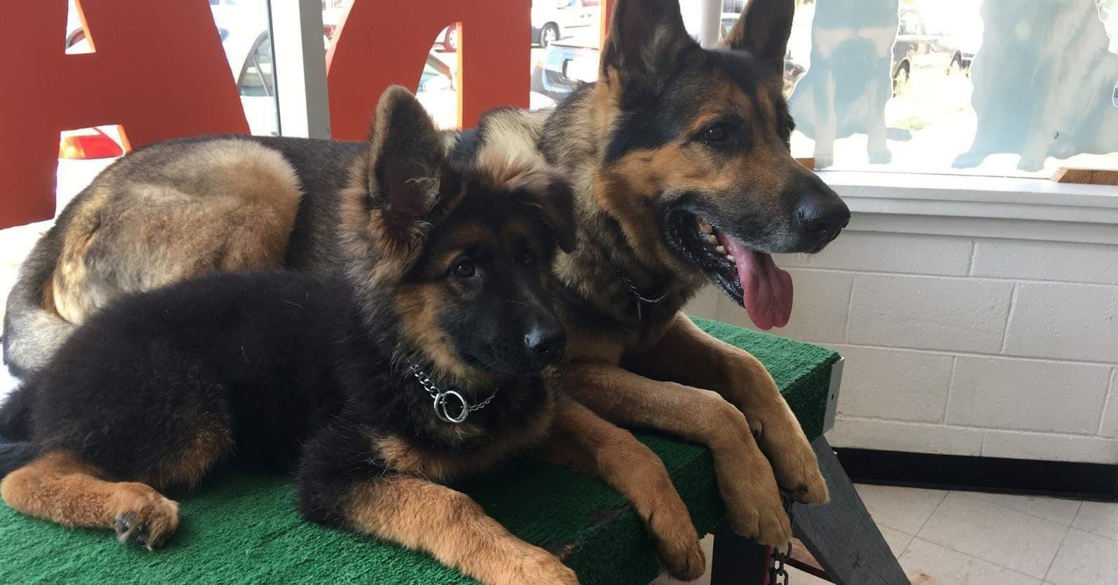 Two German Shepherds resting on a green platform, one puppy and one adult.