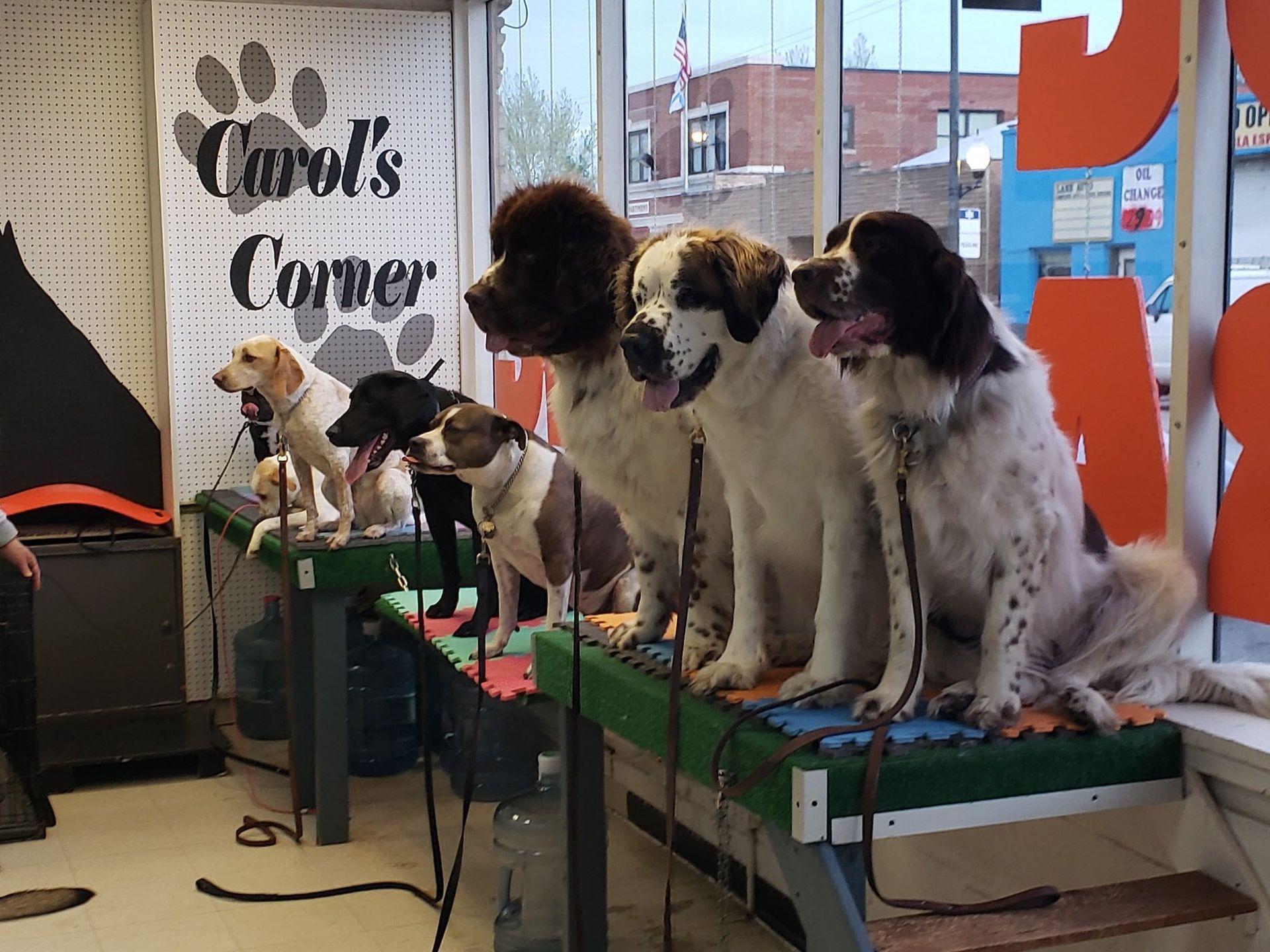 Dogs of varying breeds sit on grooming tables at Carol's Corner.