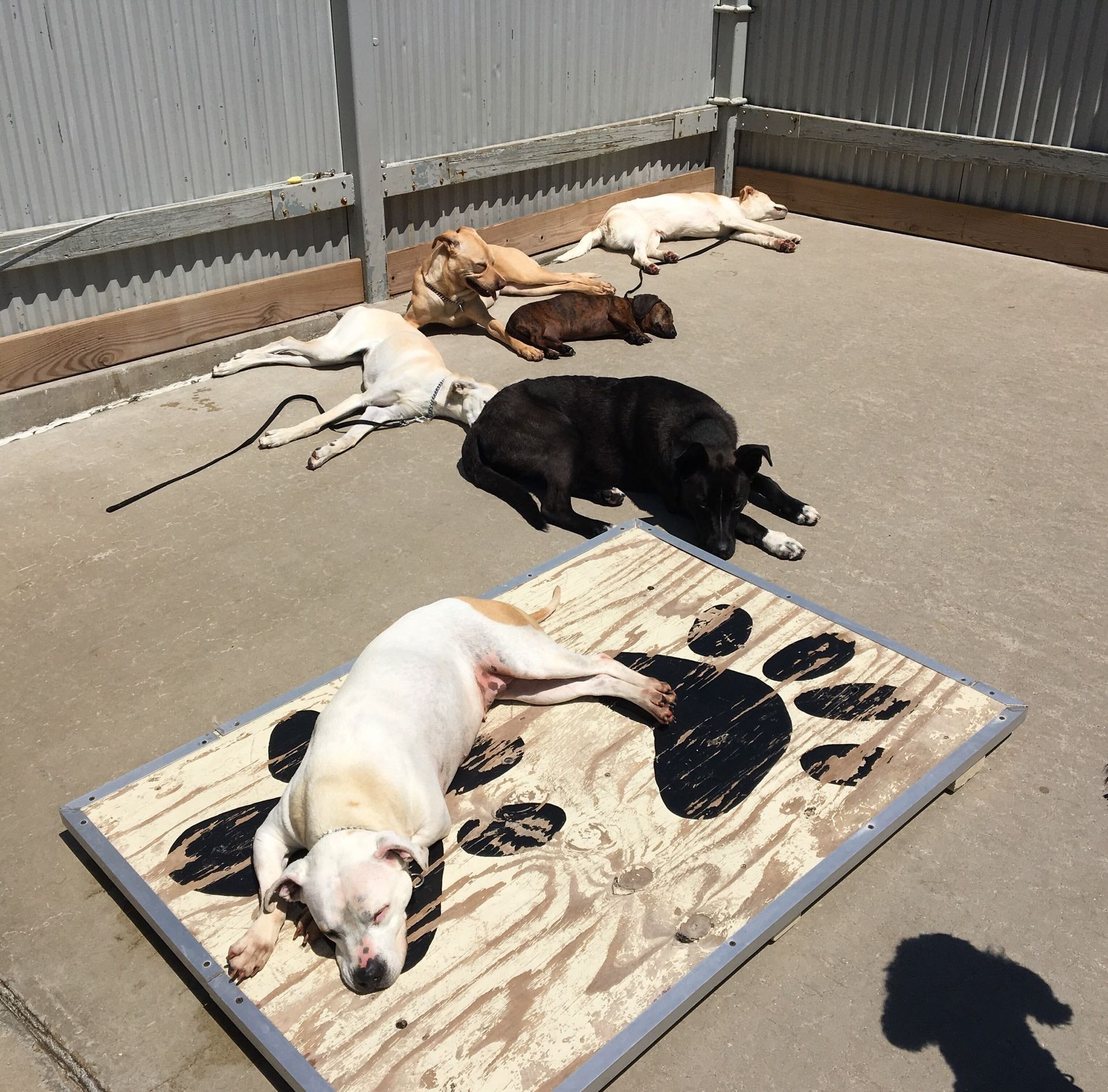 Several dogs sunbathing on a concrete patio, some on a paw-print mat.