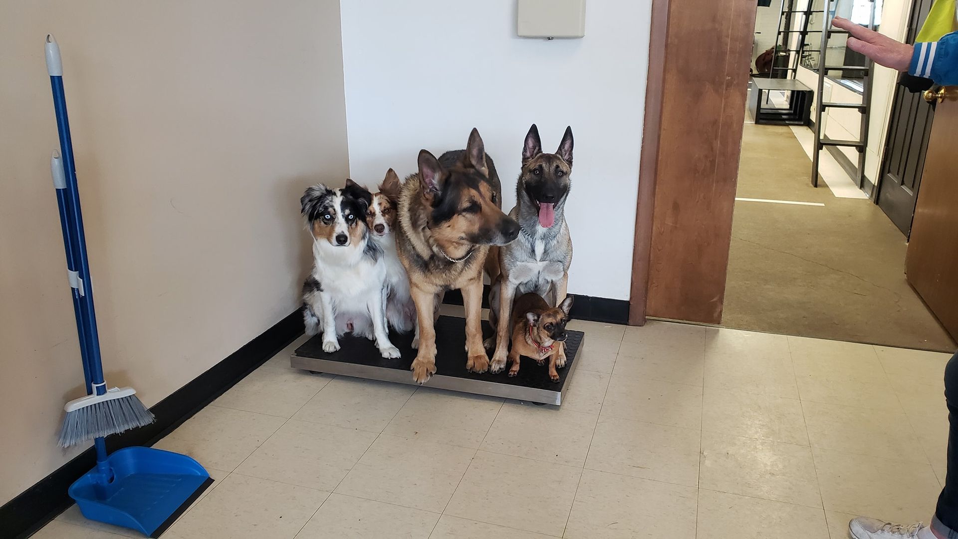 Four dogs of different breeds sitting on a scale in a building. A person's hand is visible on the right. 