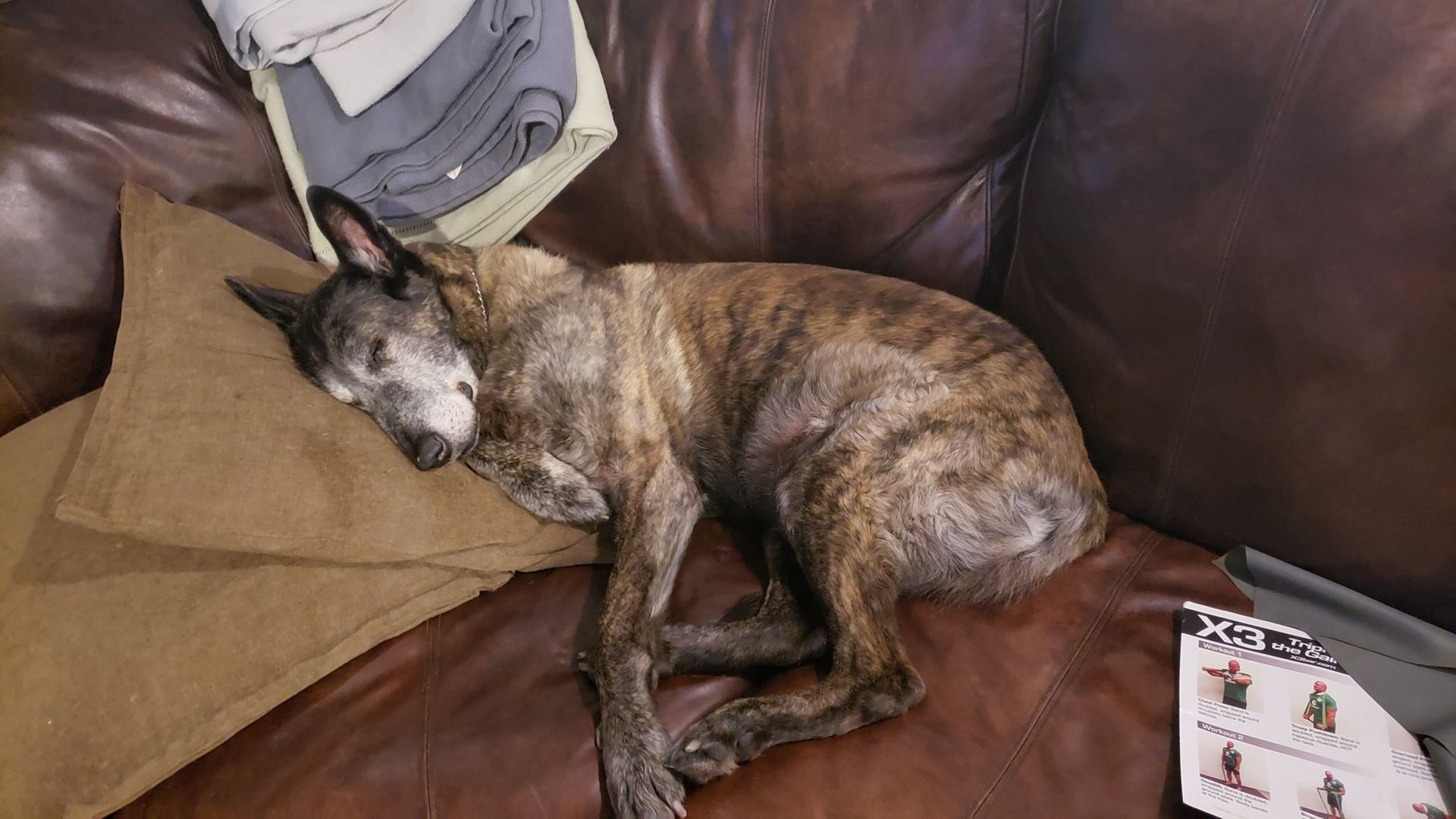 Brindle dog asleep on a brown leather couch, resting head on a pillow.