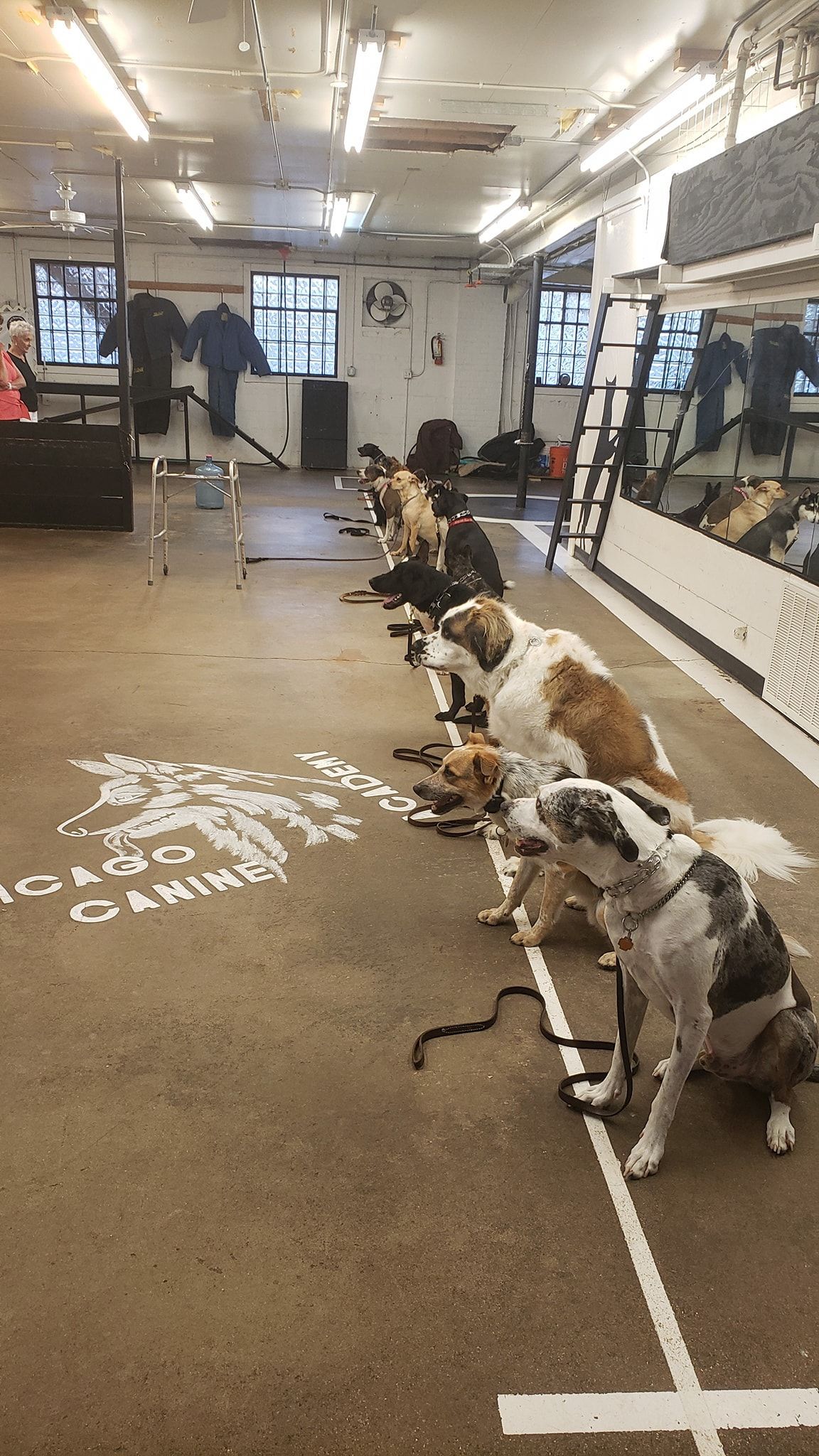 Dogs line up in a row on a floor, likely in a training class.