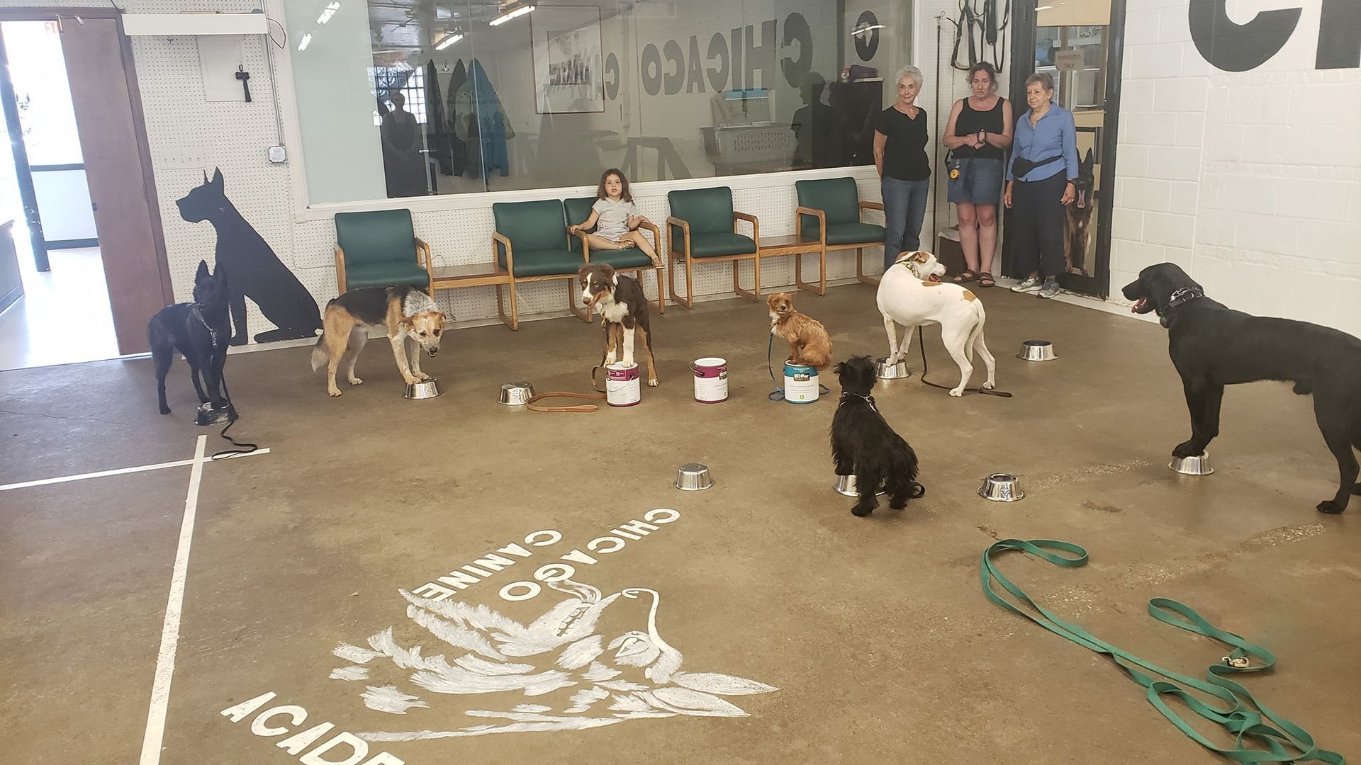 Dogs in a training class, with owners watching. Some are sitting, others standing near cones and containers.