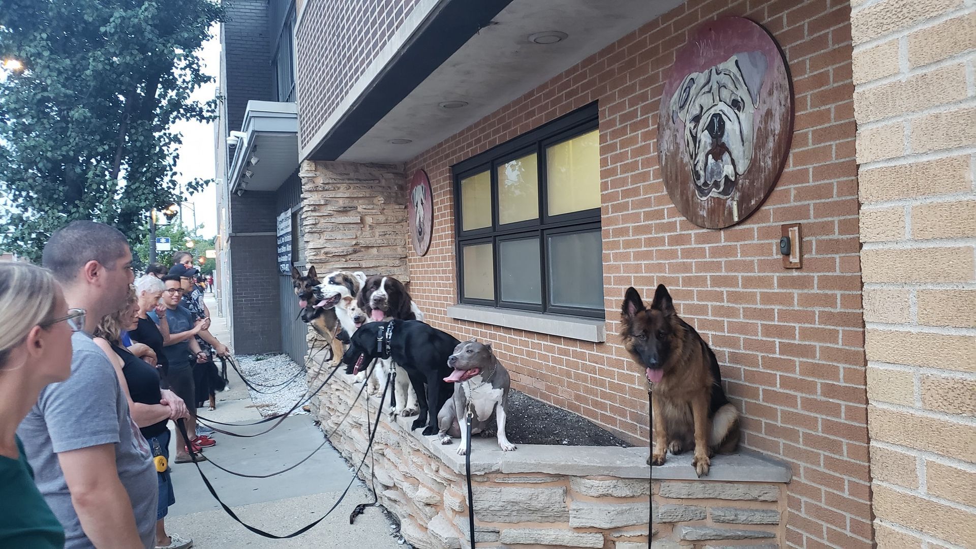 Dogs on a ledge next to a brick building, with people nearby holding leashes.