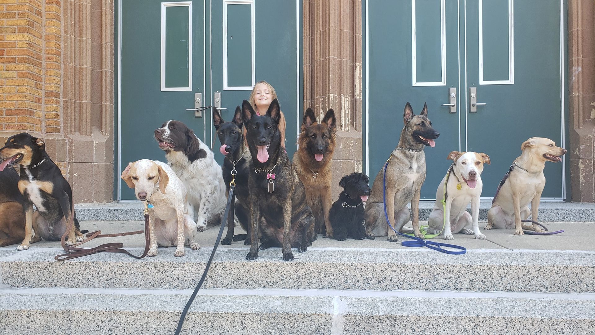 Group of dogs sitting on steps in front of green doors, with a person behind them.