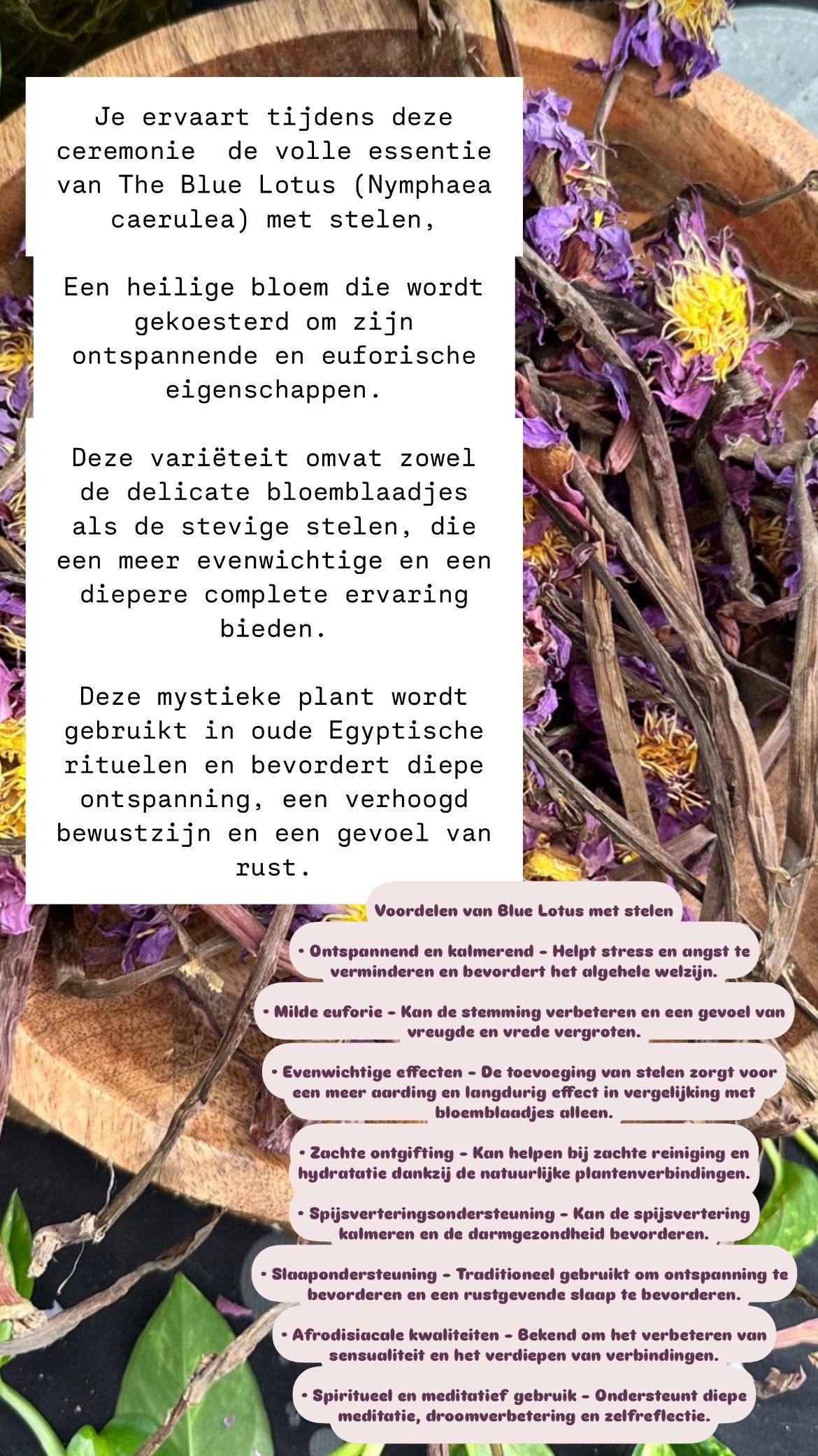 Esmee Evers Esmee Evers geeft een Blauwe Lotus Ceremonie bij Hugz in Zelhem