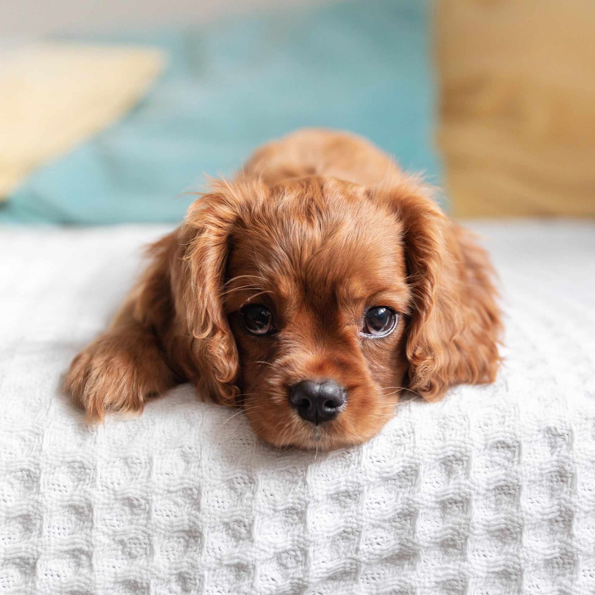 a brown puppy is laying on a bed looking at the camera .