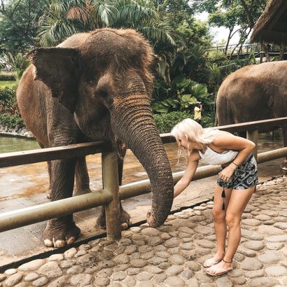 feeding an elephant in bali
