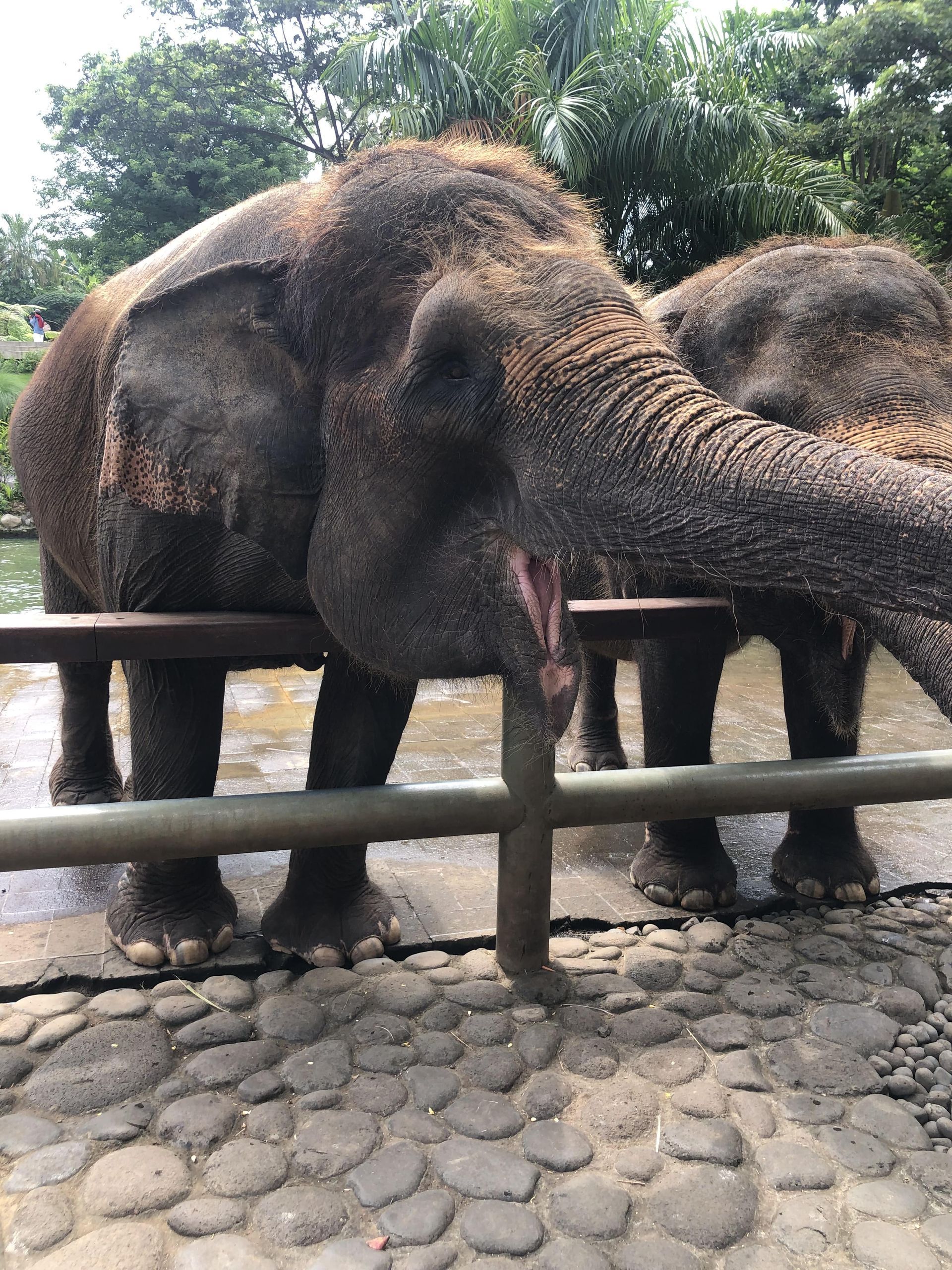 elephant at the bali zoo