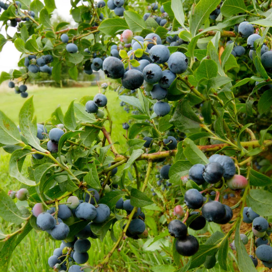 maine blueberry farm