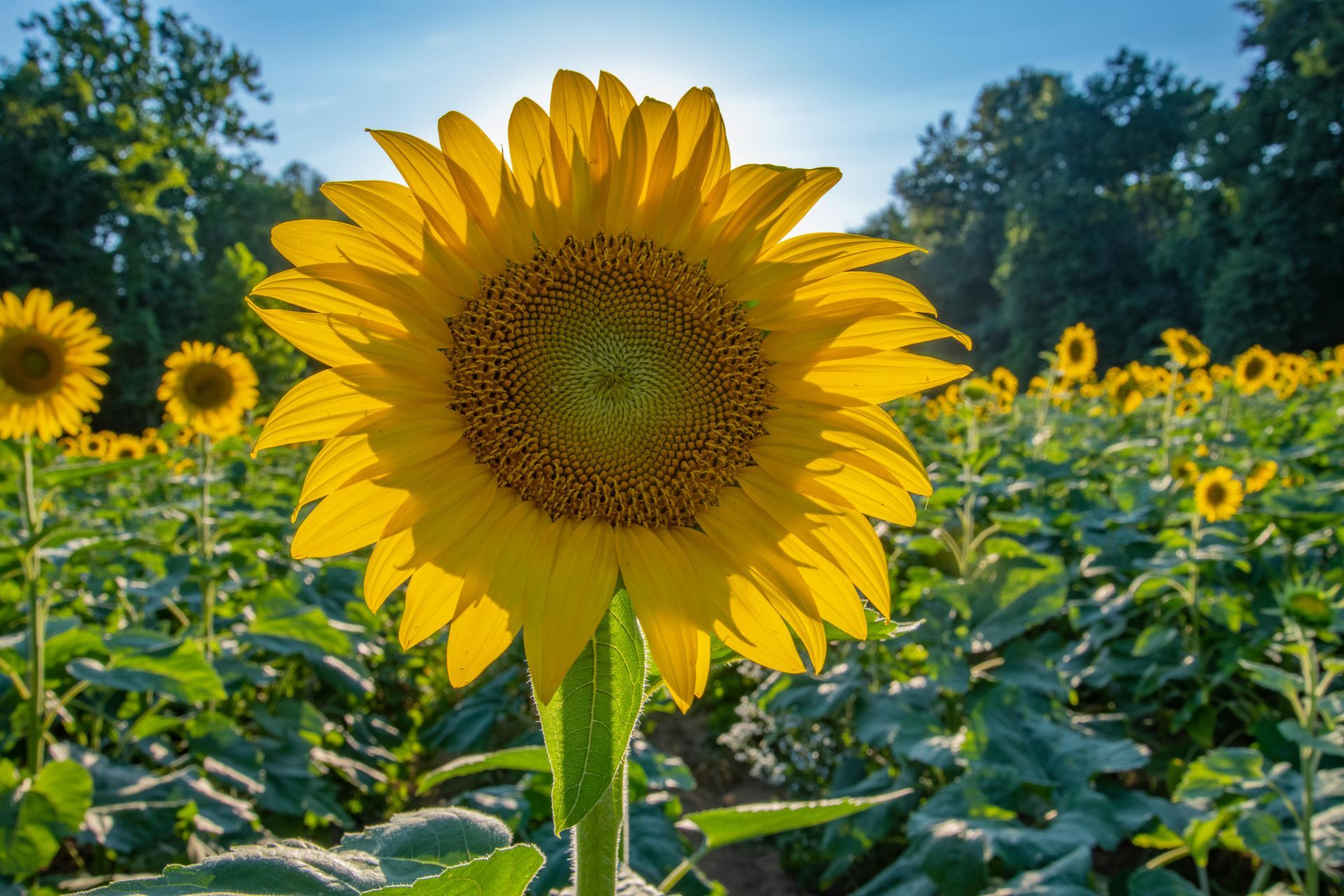 sunflower farm