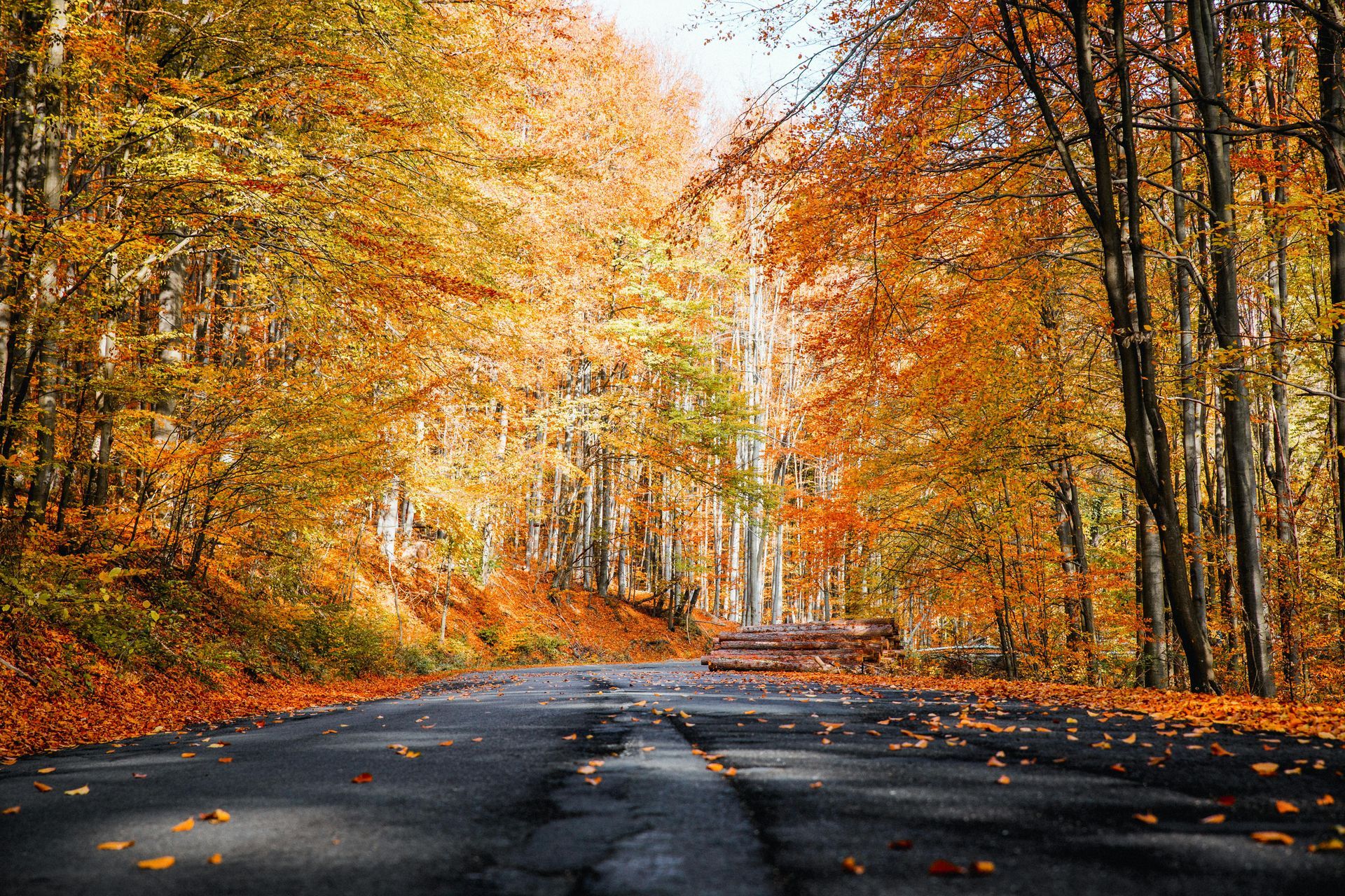 fall foliage