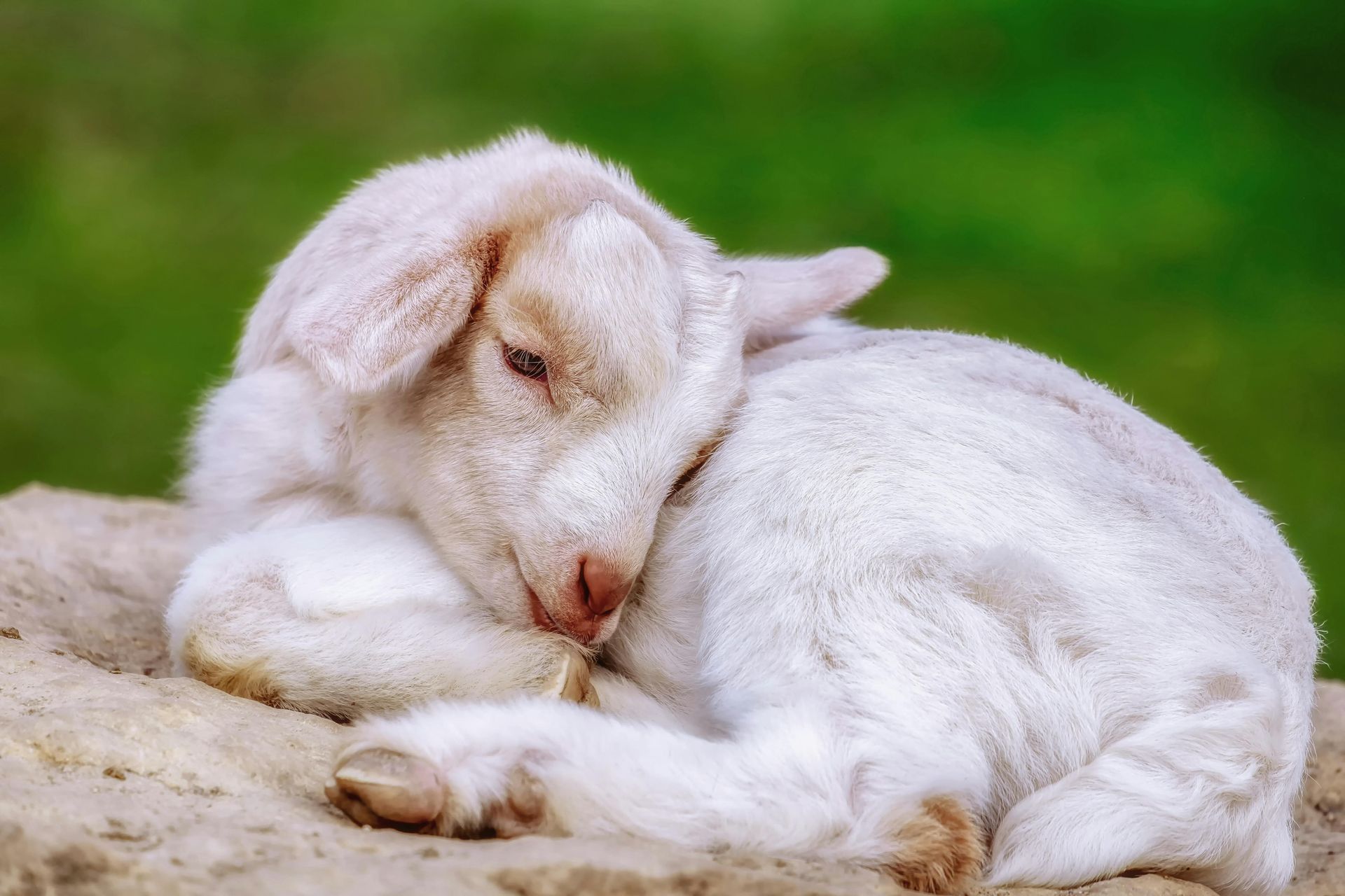 goat yoga