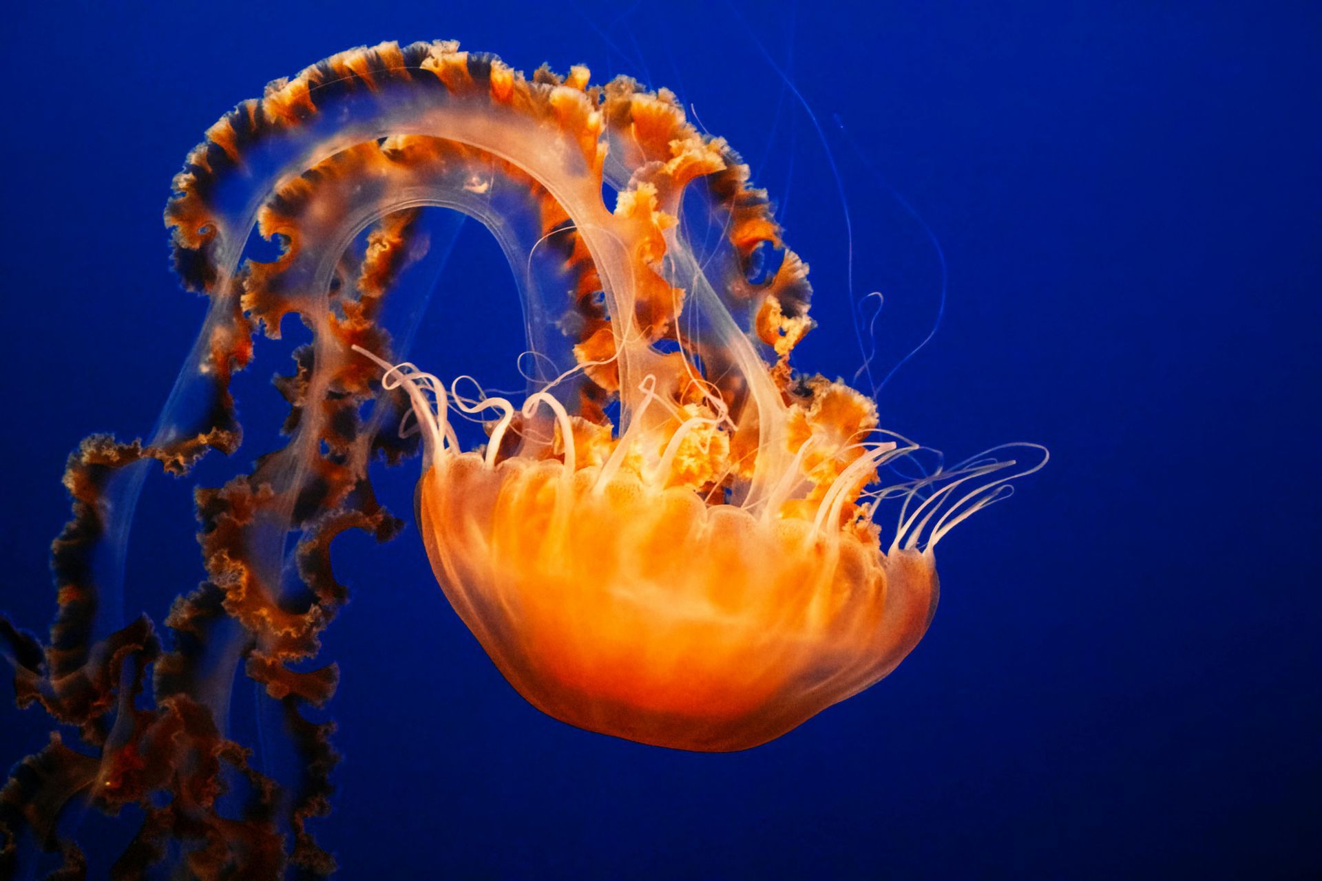 jellyfish