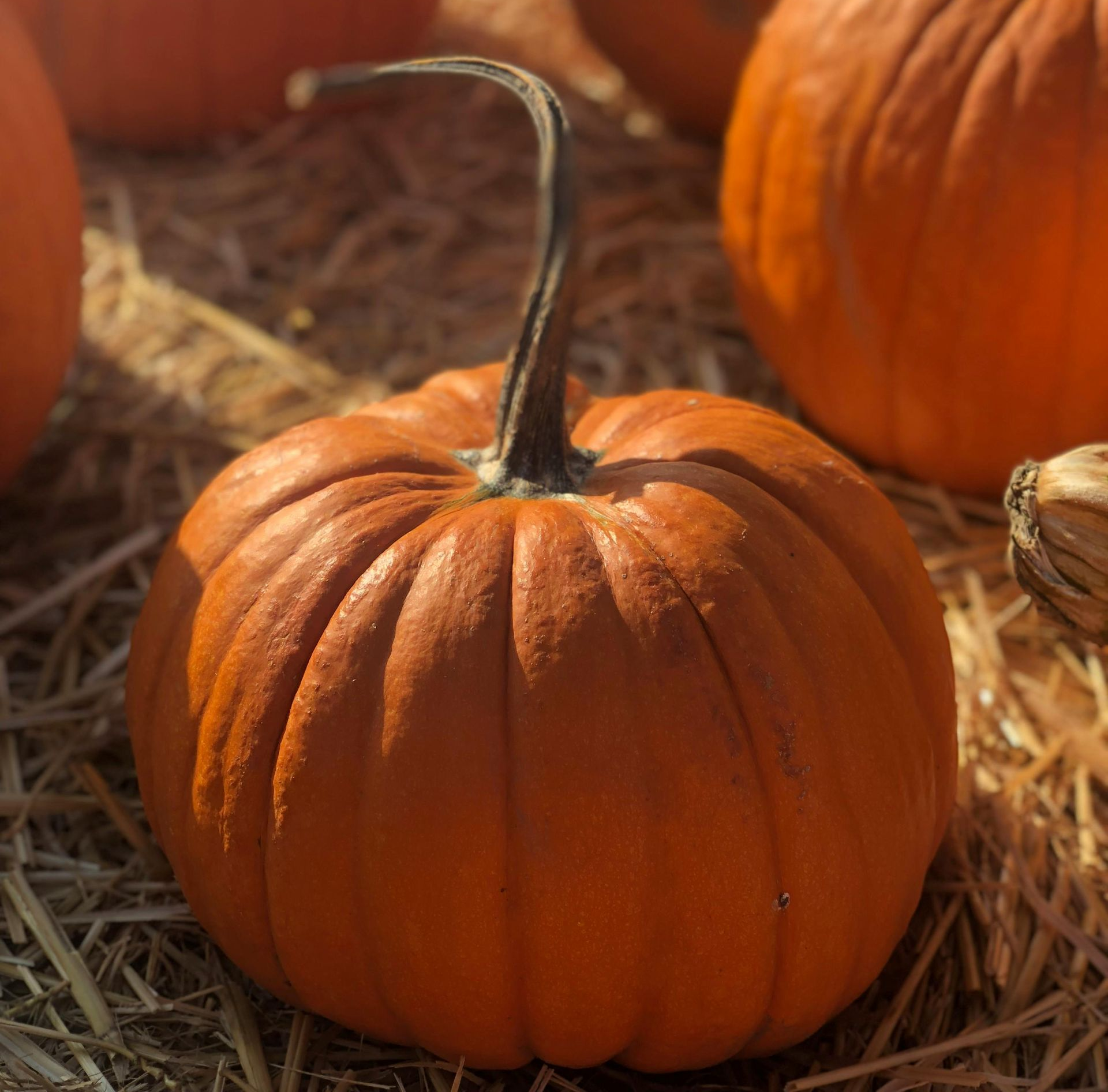 pumpkin patch