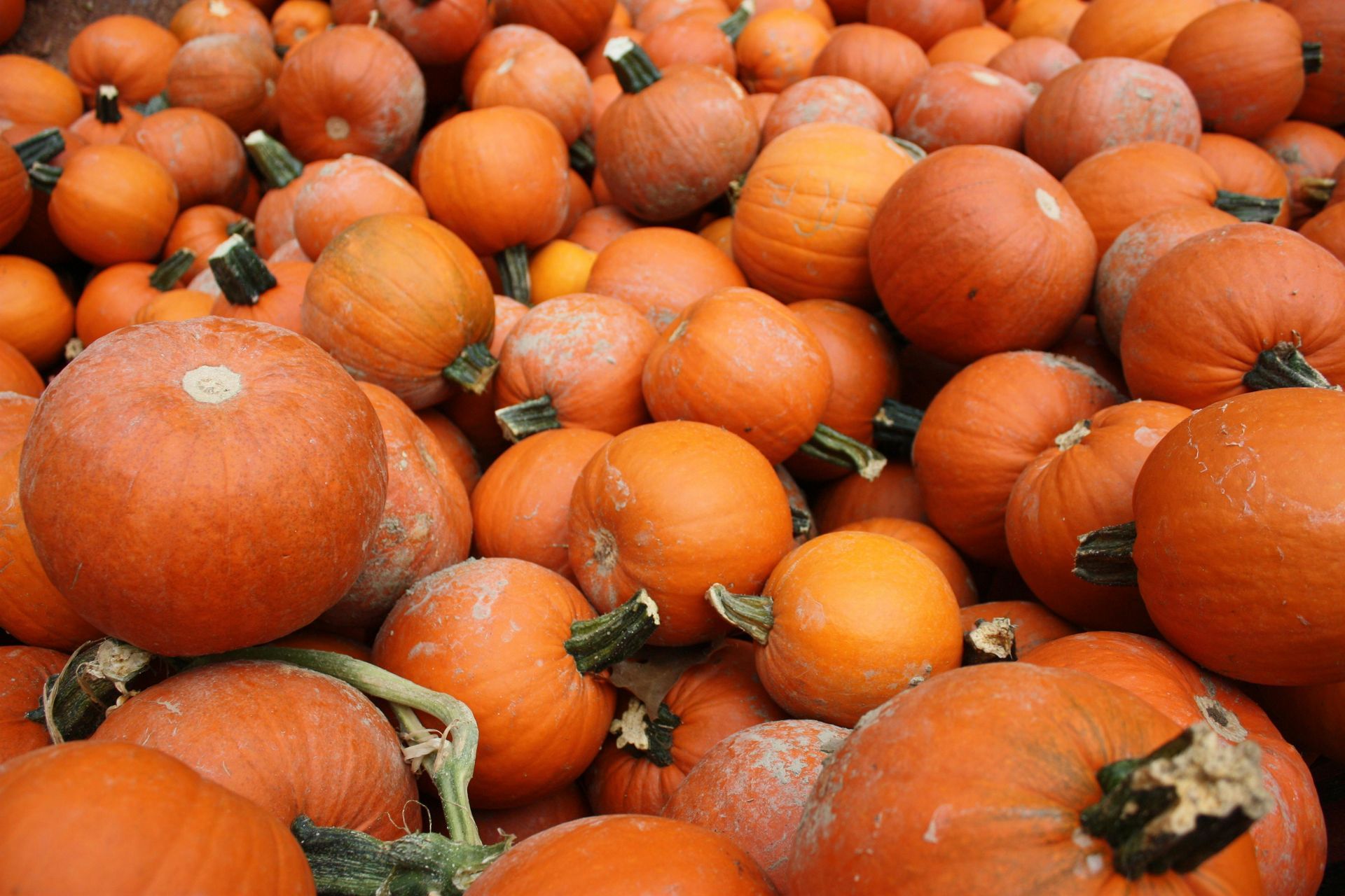 pumpkins