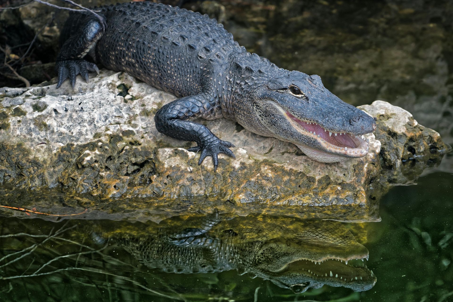 alligator
