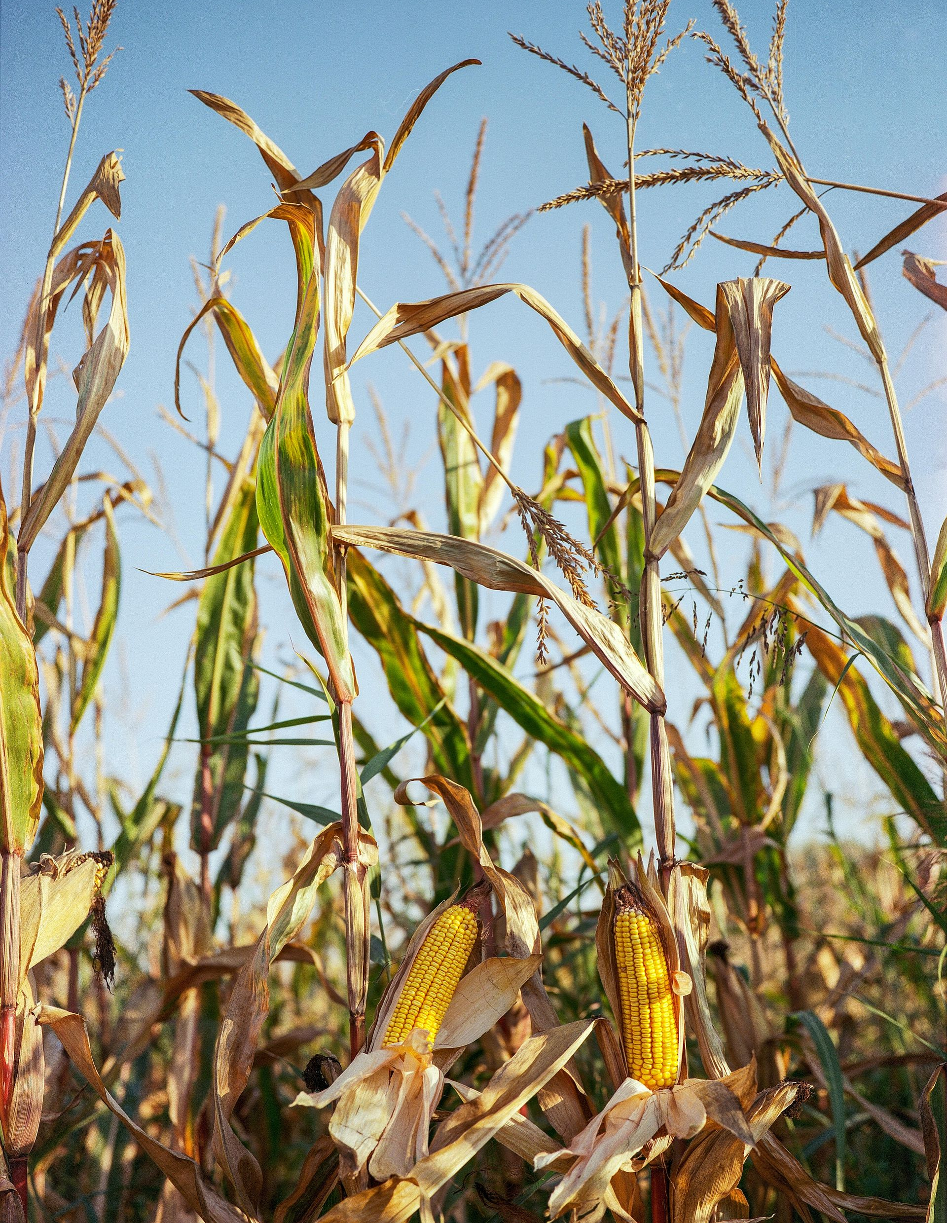 corn maze