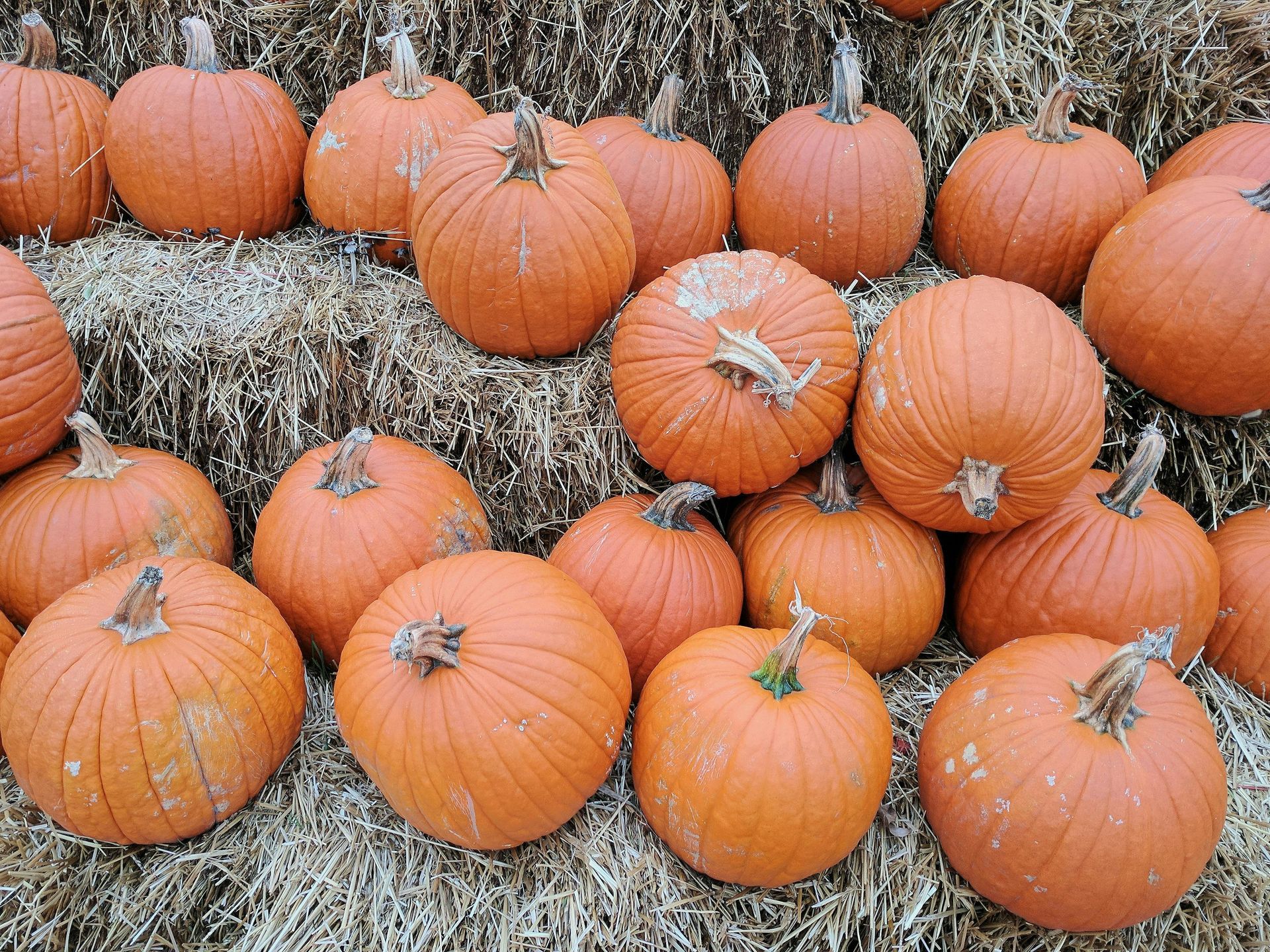 pumpkin festival