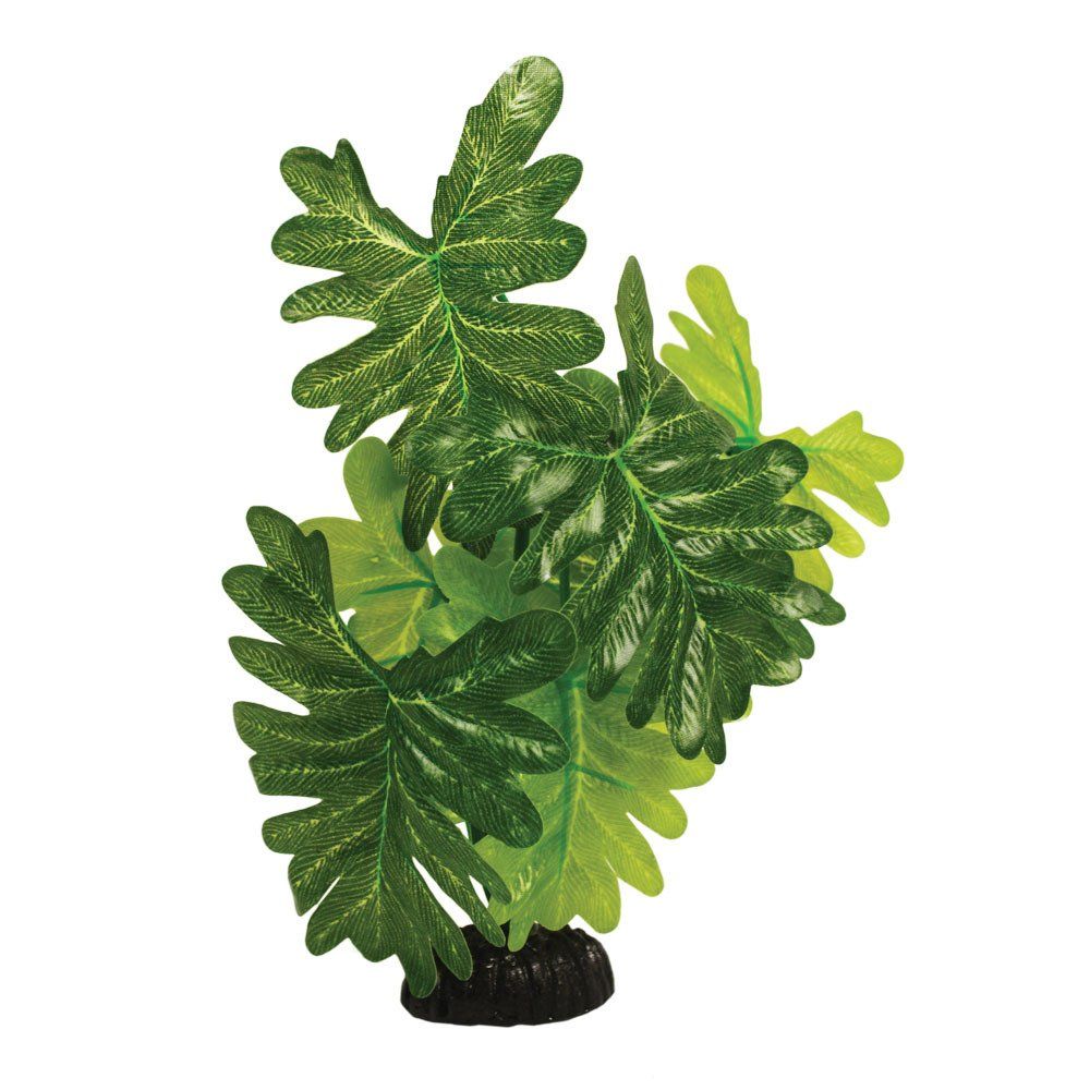 IndianFern