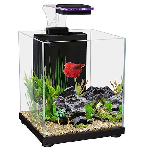 Betta Sanctuary