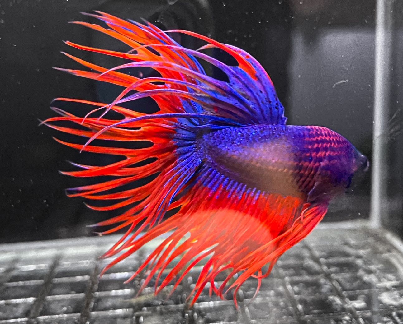 Bi-Colour Crowntail Fighter