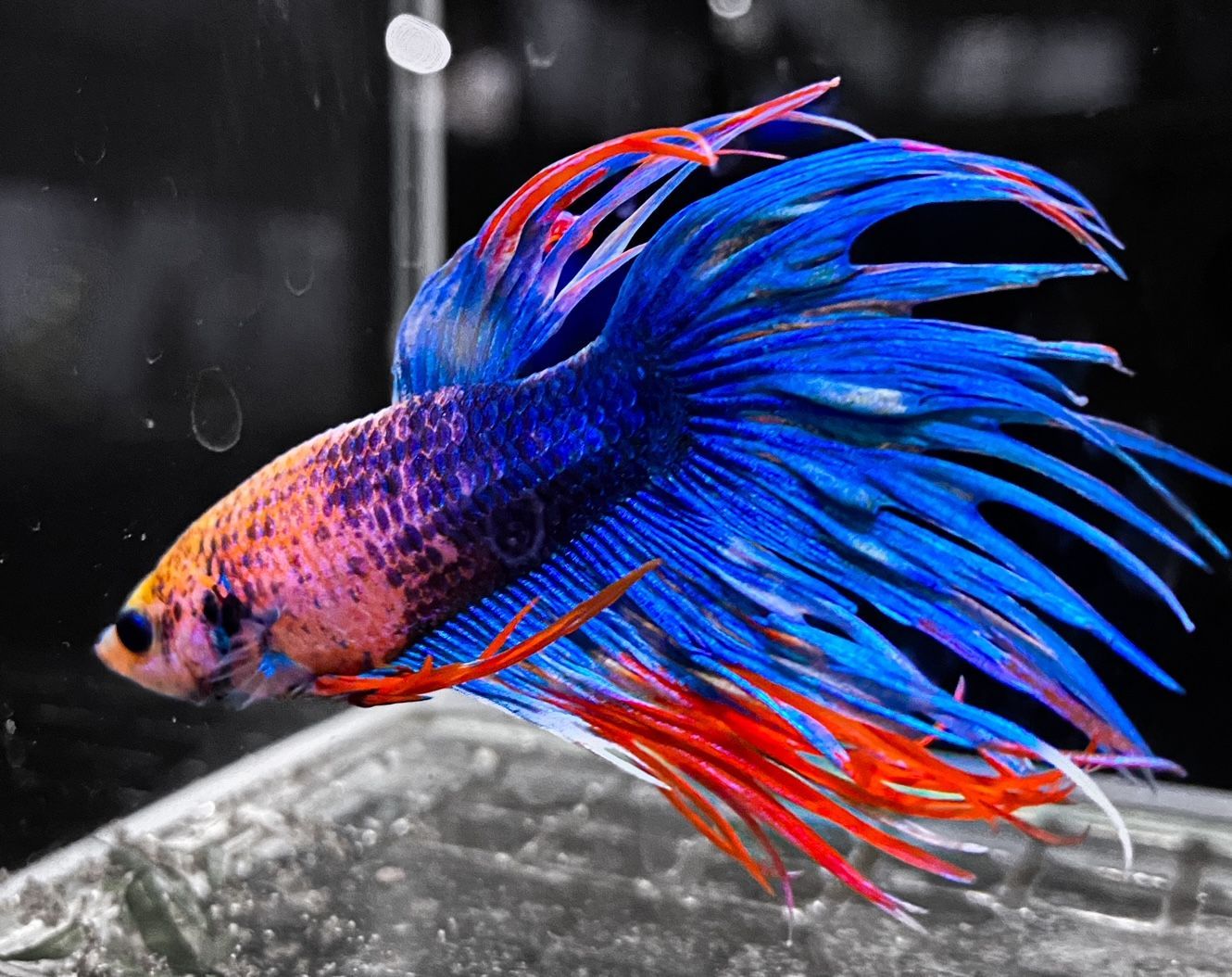 Crowntail  Fighter