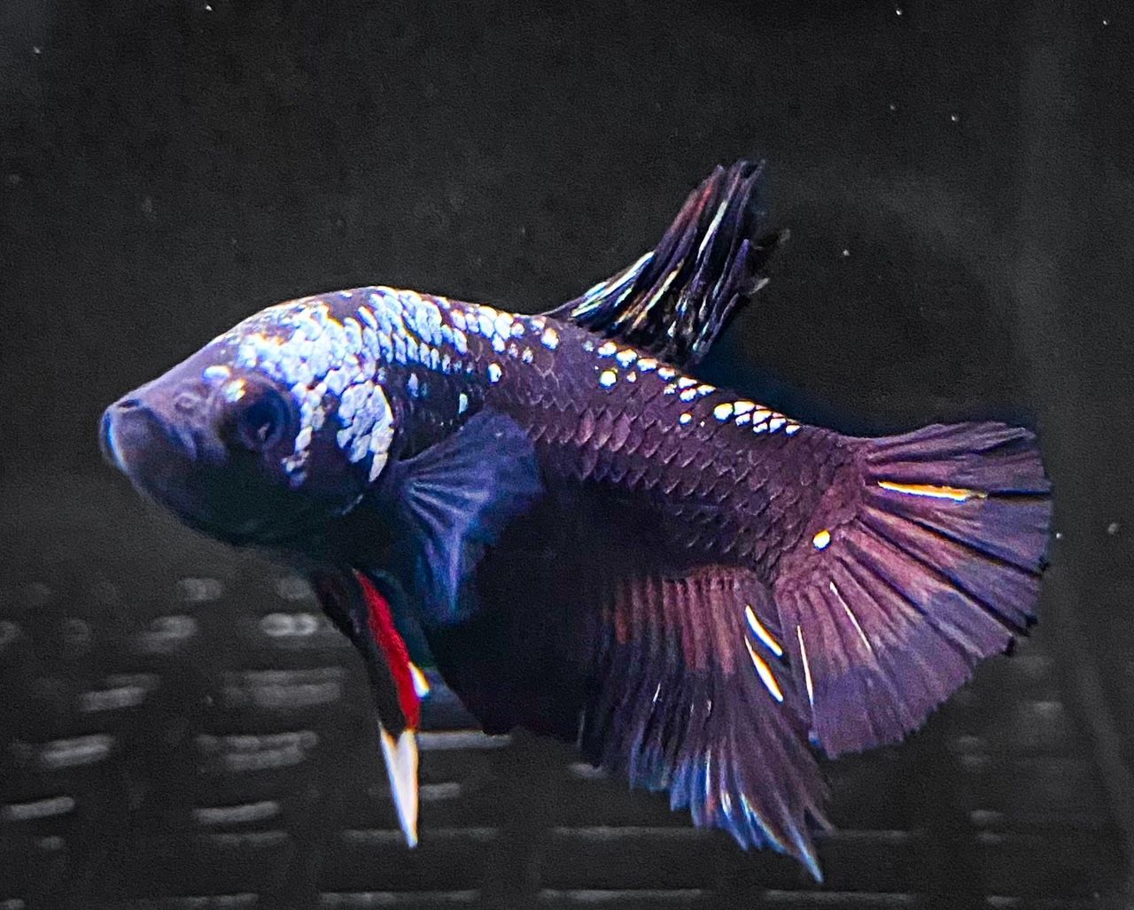 Black Copper Galaxy Plakat 