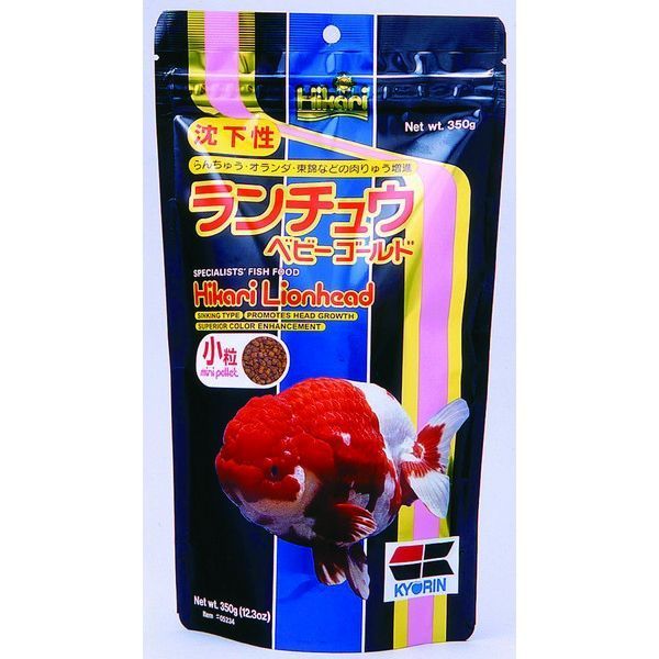 Hikari Lion Head Gold