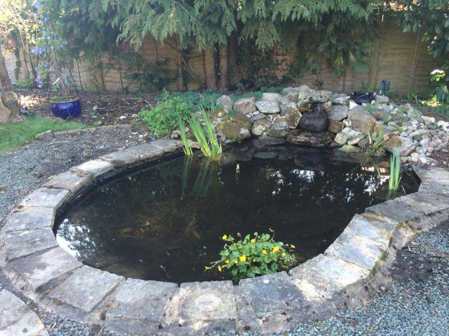 Garden pond after
