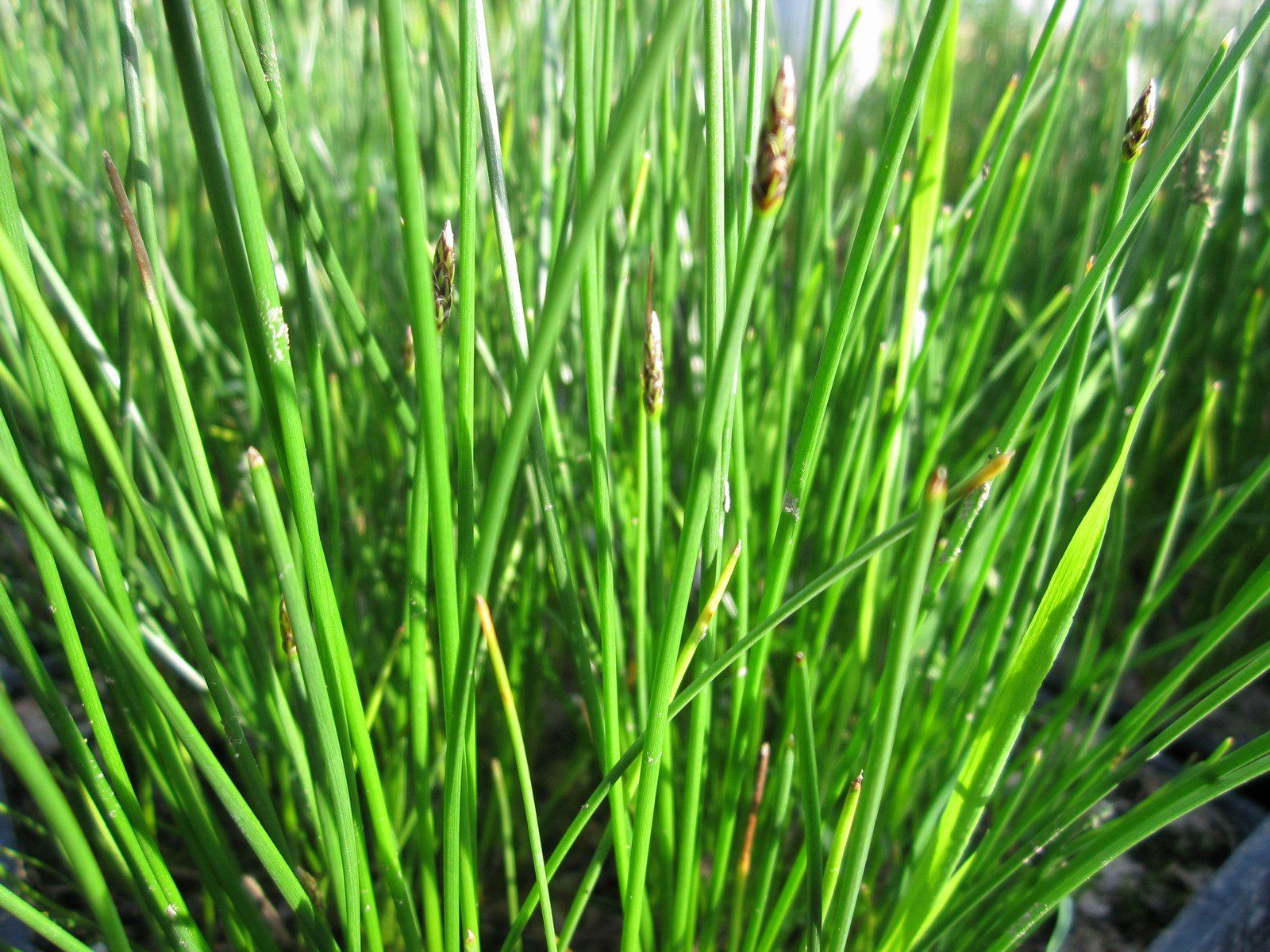 Eleocharis+palustris