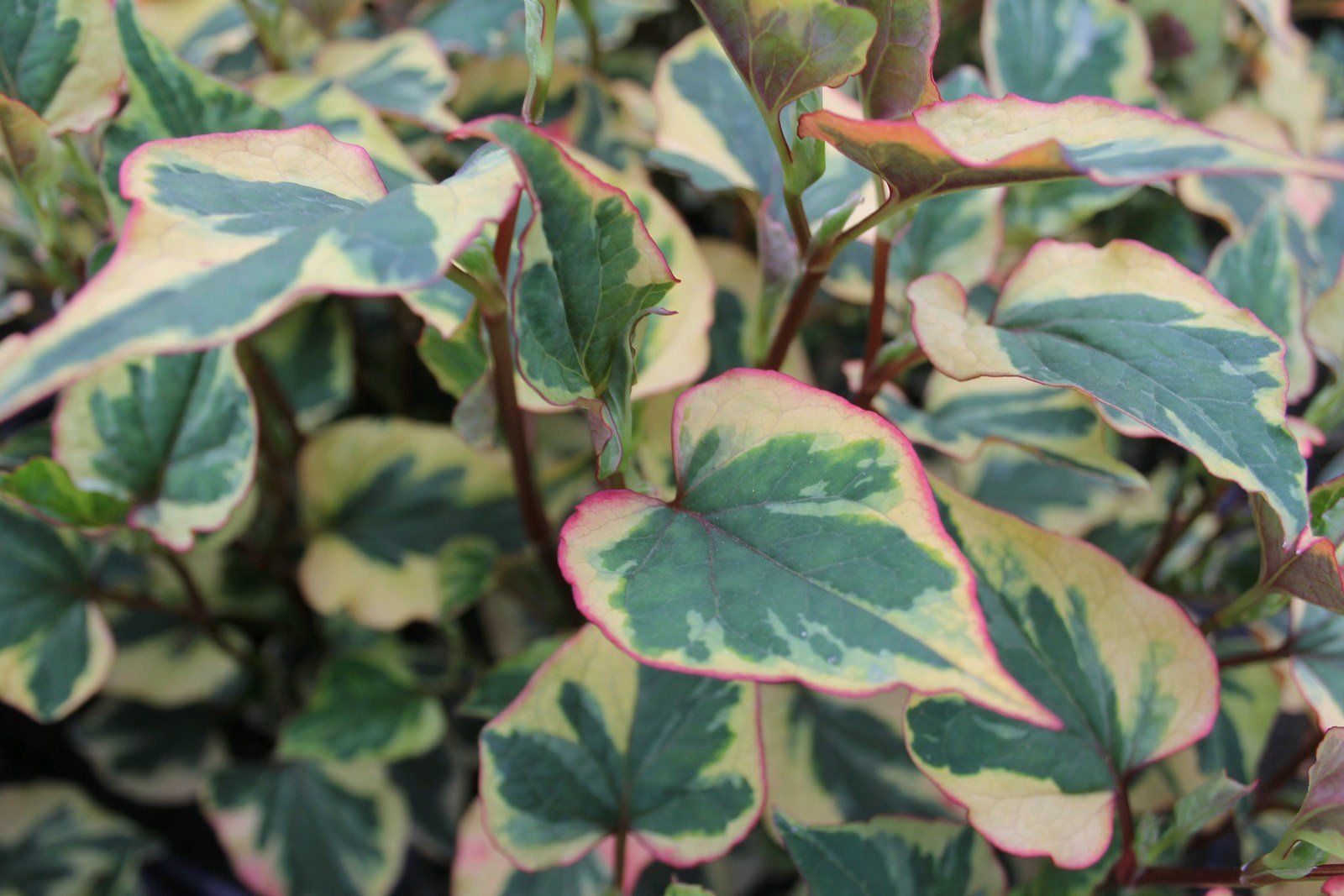 Houttuynia+cordata++chameleon