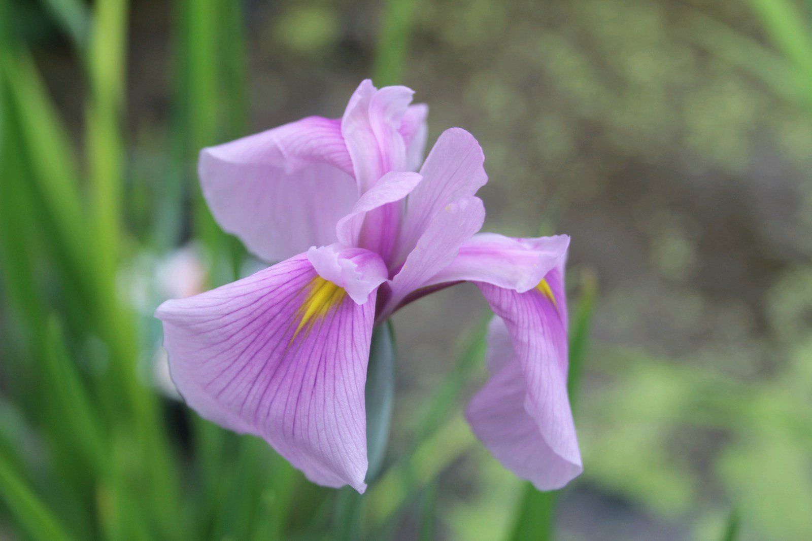 Iris+Ensata+_Rose+Queen