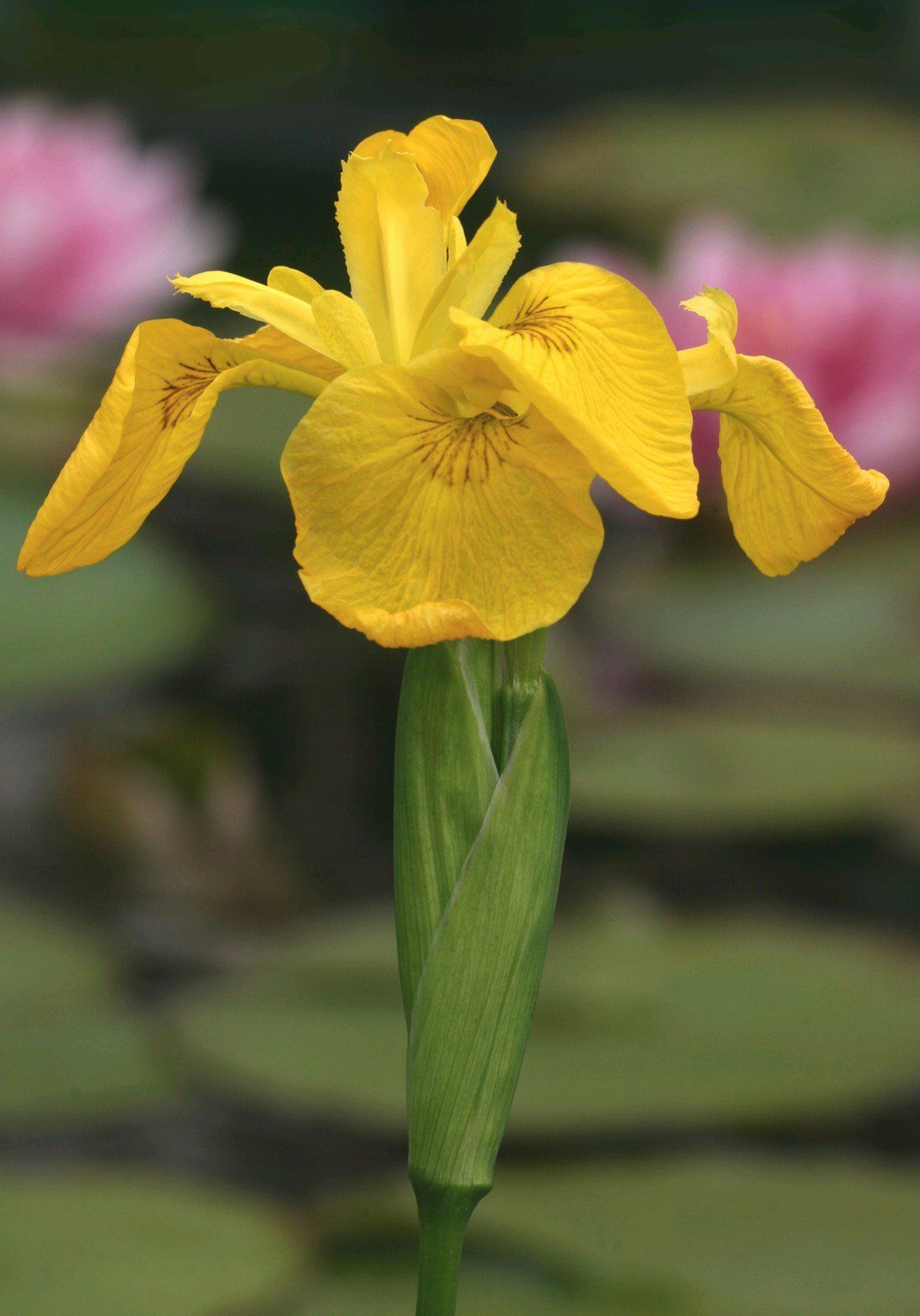 Iris+pseudacorus
