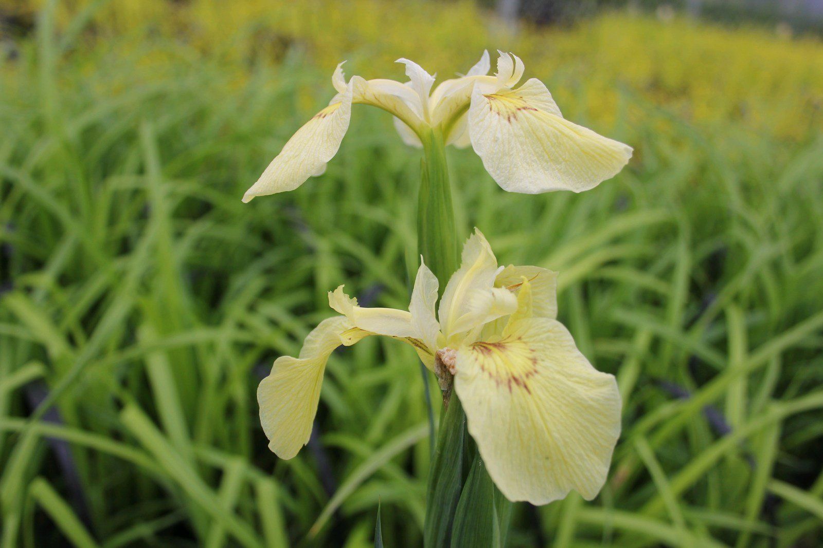 Iris+pseudacorus+_Alba