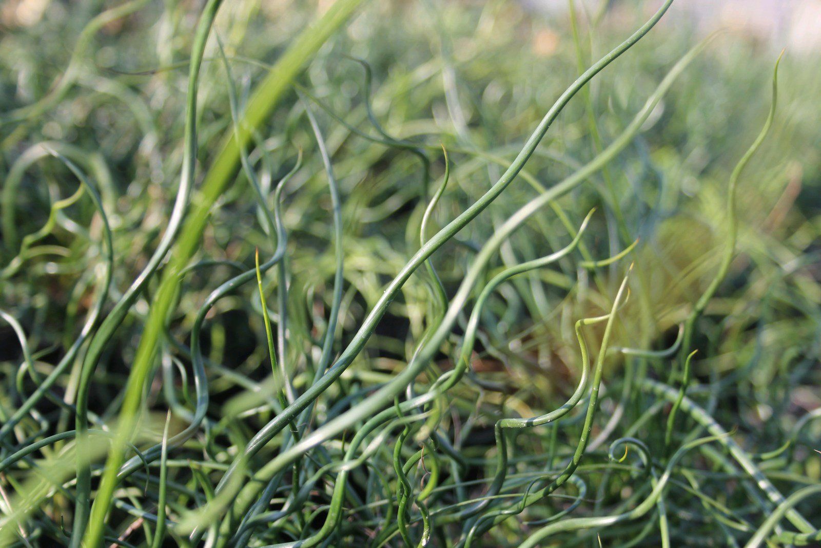 Juncus+effusus+spiralis