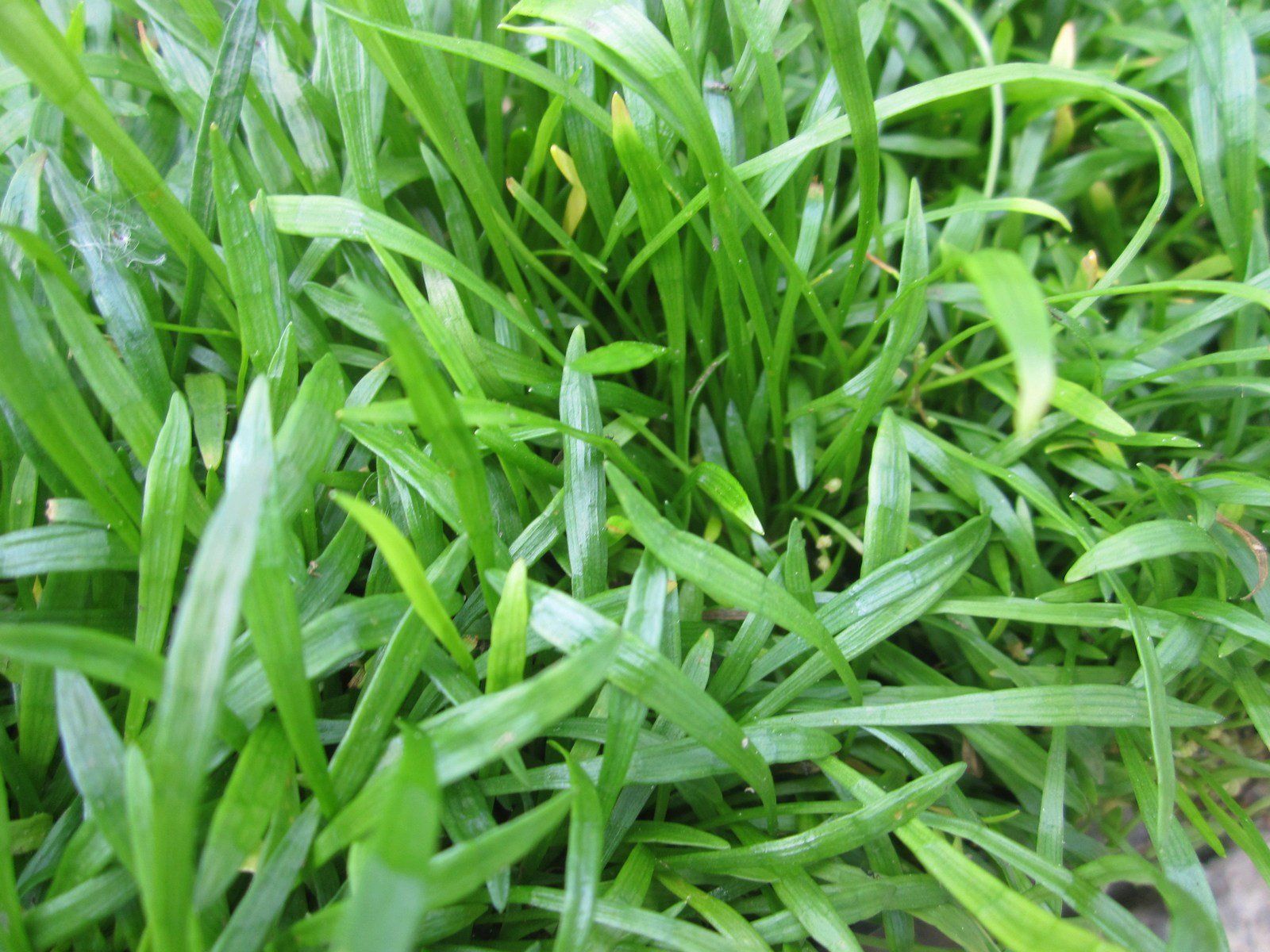 Lilaeopsis brasilensis