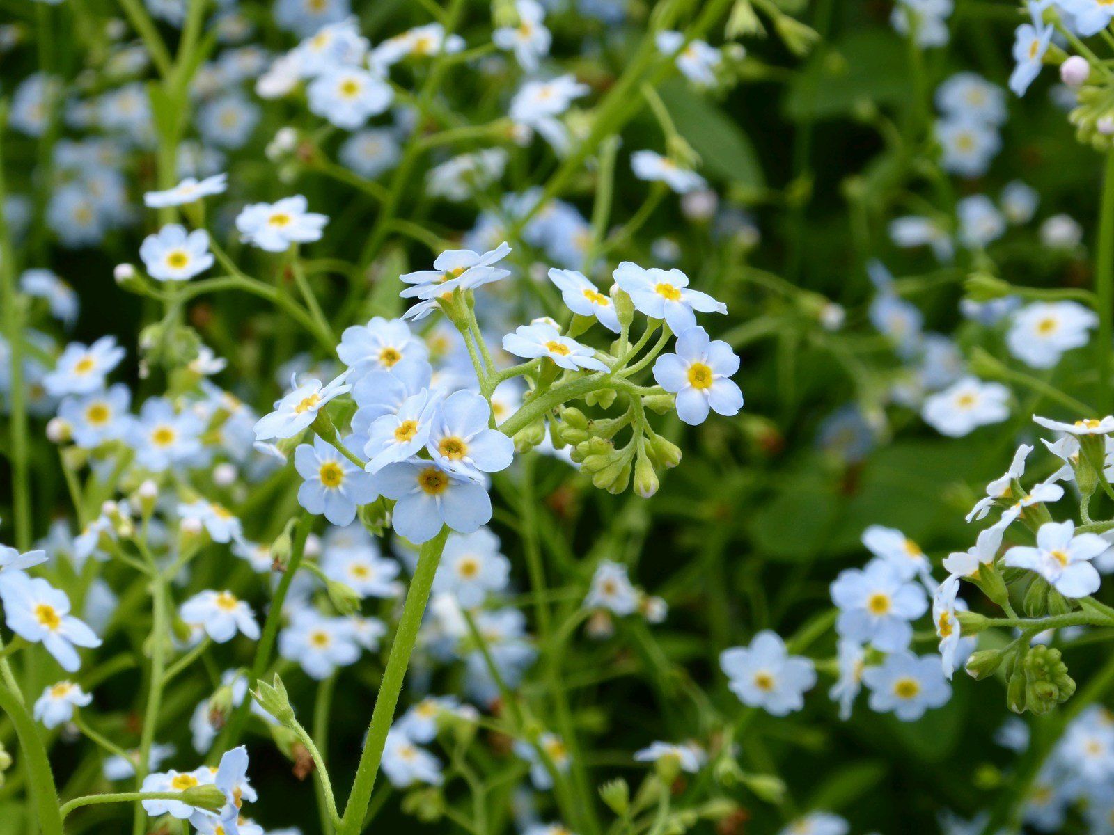 Myosotis scorpioides