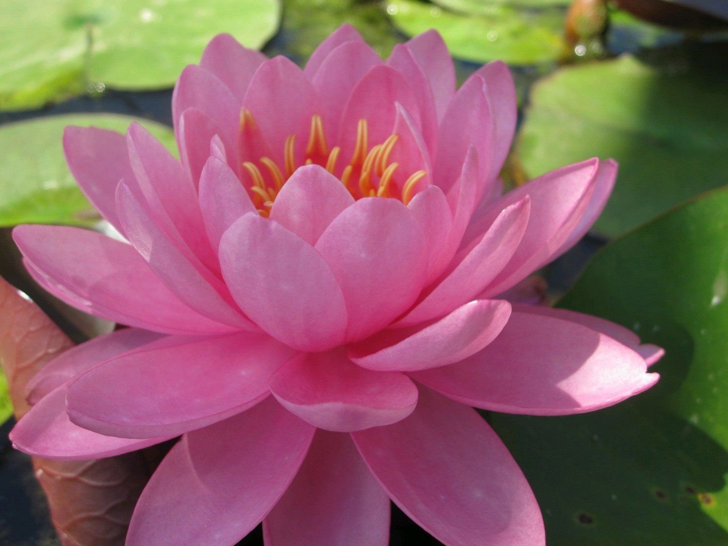 Nymphaea+Perry_s+Fire+Opal