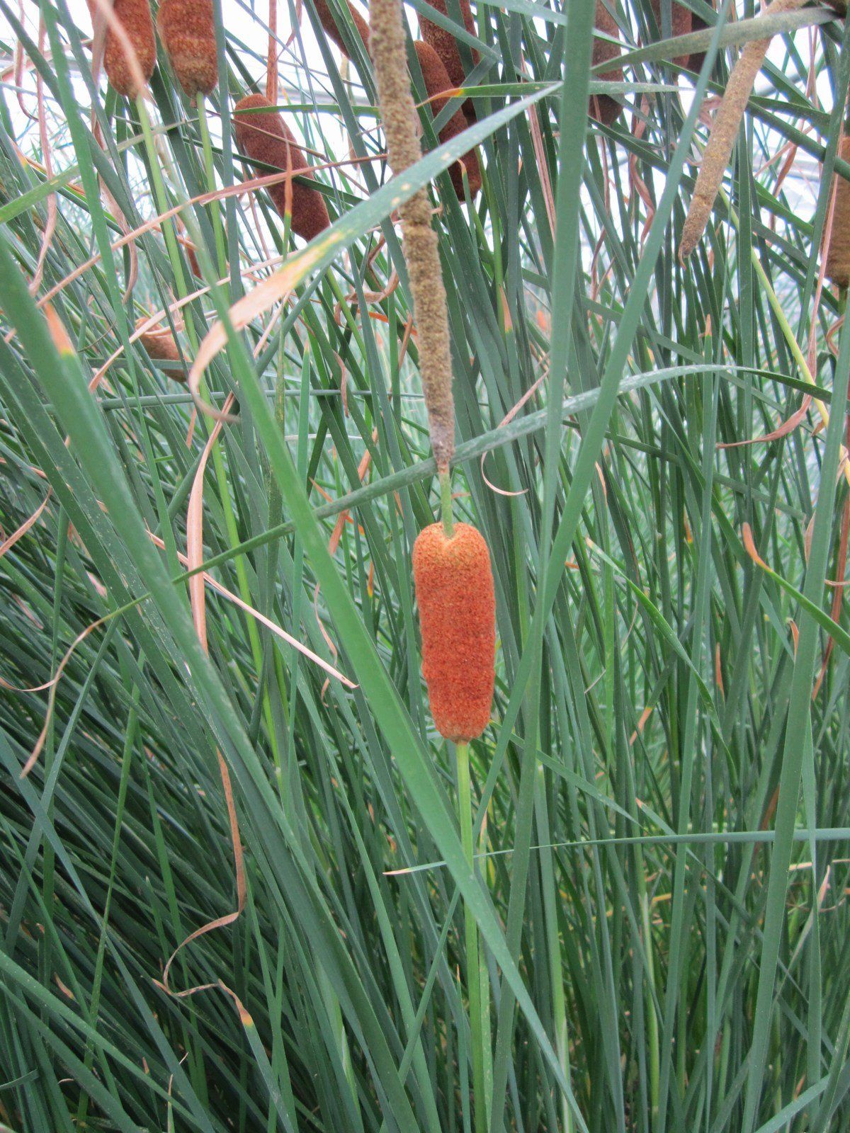Typha gracilis
