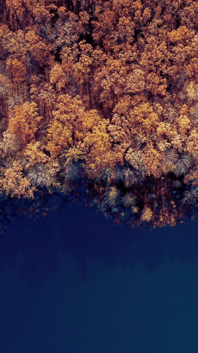 An aerial view of a forest with trees reflected in the water.