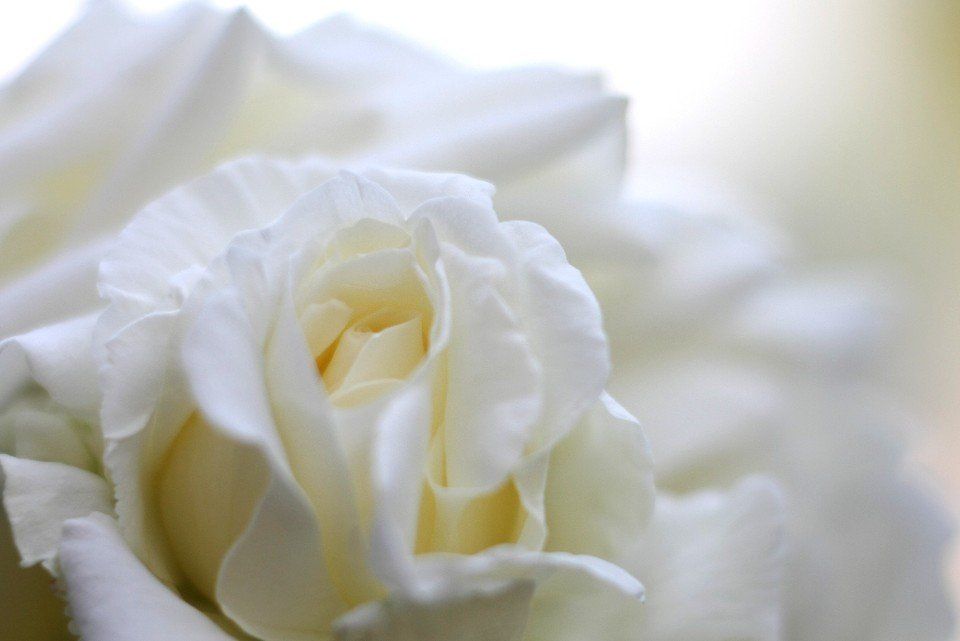 Rosa bianca funebre