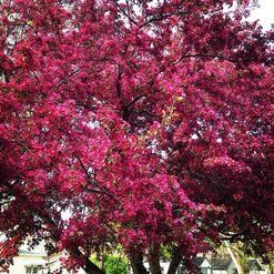 picture of a blooming tree in mn
