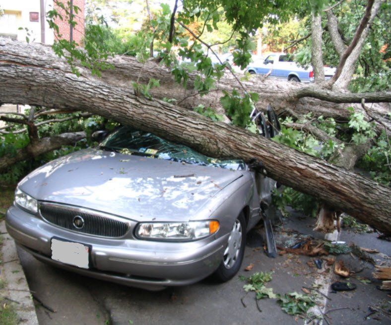 storm damage tree removal bloomington mn