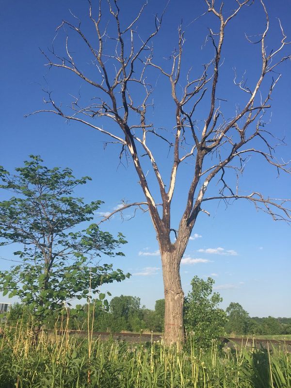 Dead Tree Picture bloomington mn
