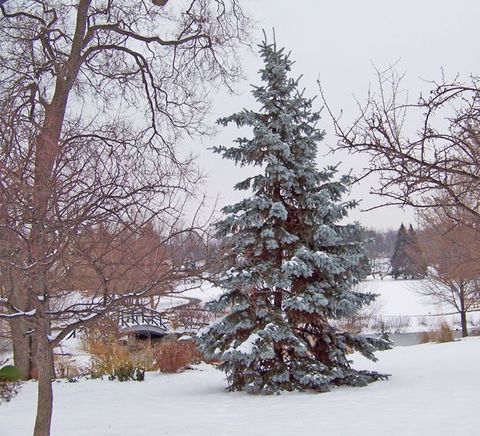 Contact Bloomington Tree Care