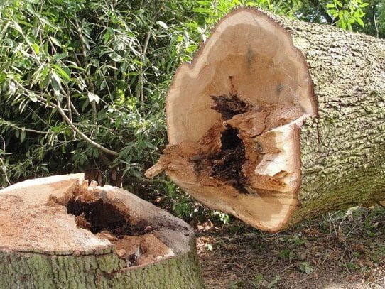Tree Stump Grinding Picture Bloomington,Mn.