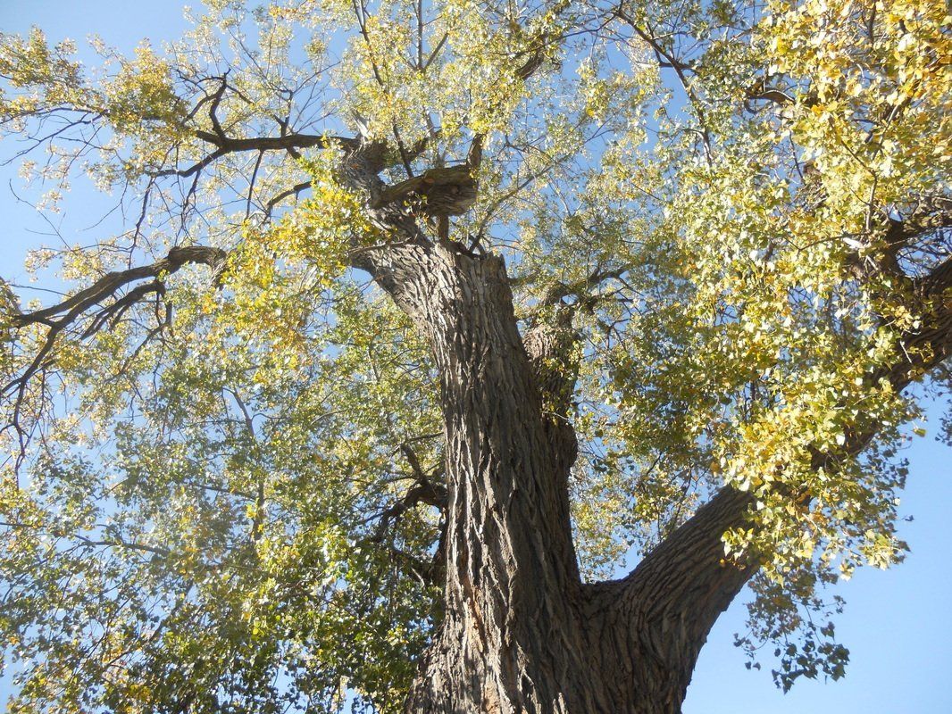 Tree picture taken in bloomington mn in 2016