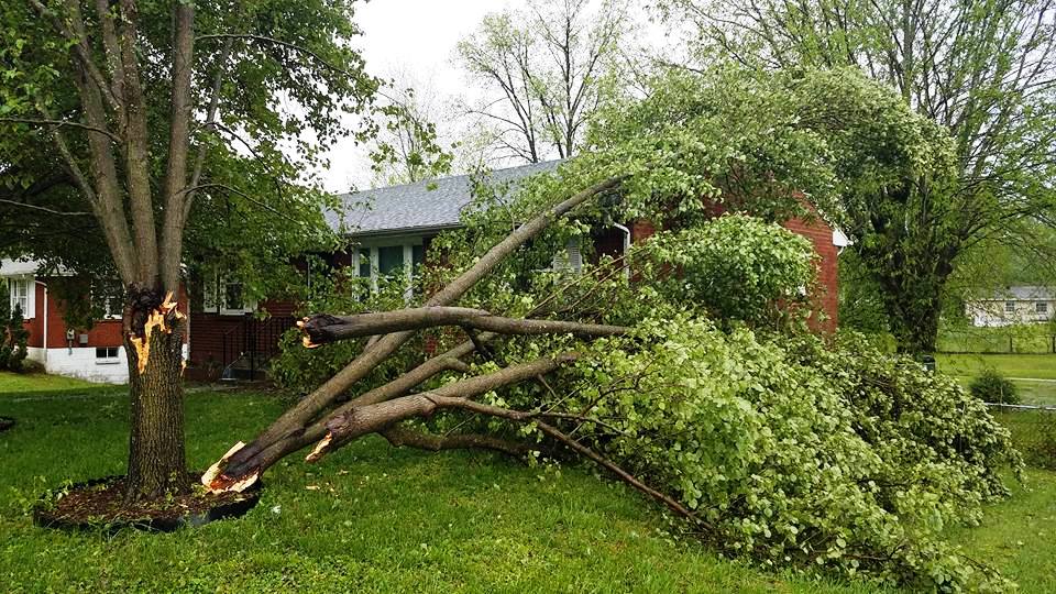 Tree Service Bloomington Mn